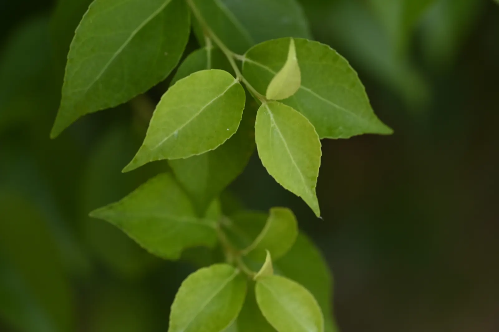 Shiny Xylosma (Xylosma Congestum) — For optimal health and form