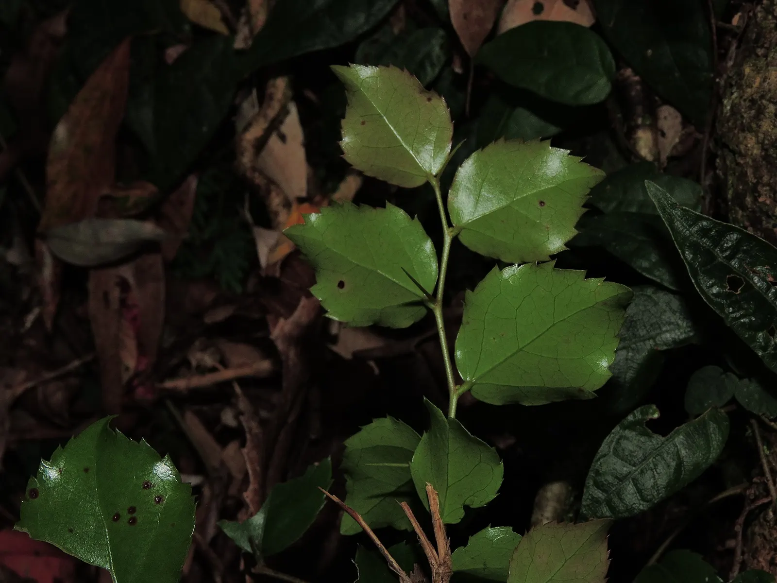 Shiny Xylosma (Xylosma Congestum) — particularly during prolonged dry spells.<br><br>Whether used as an impenetrable privacy hedge