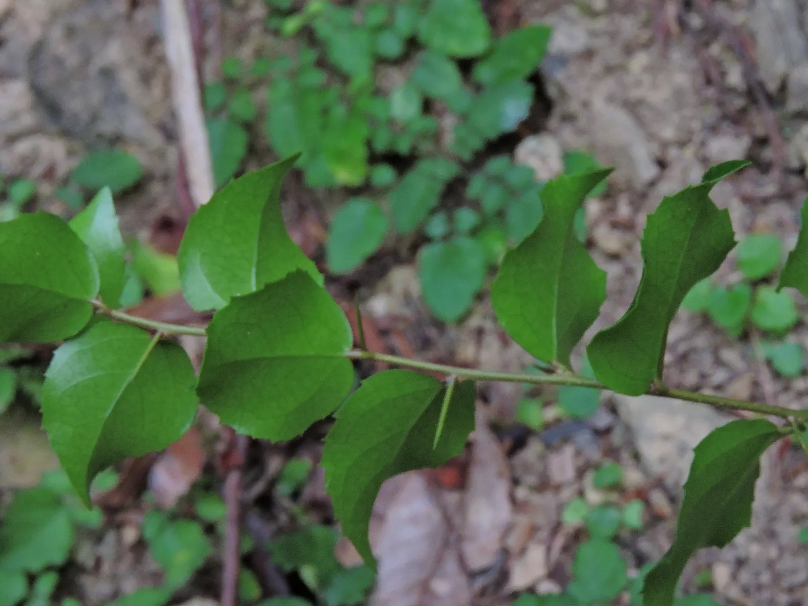 Shiny Xylosma (Xylosma Congestum) — it thrives in full sun to part shade and requires moderate watering once established; adding to the ecological value of