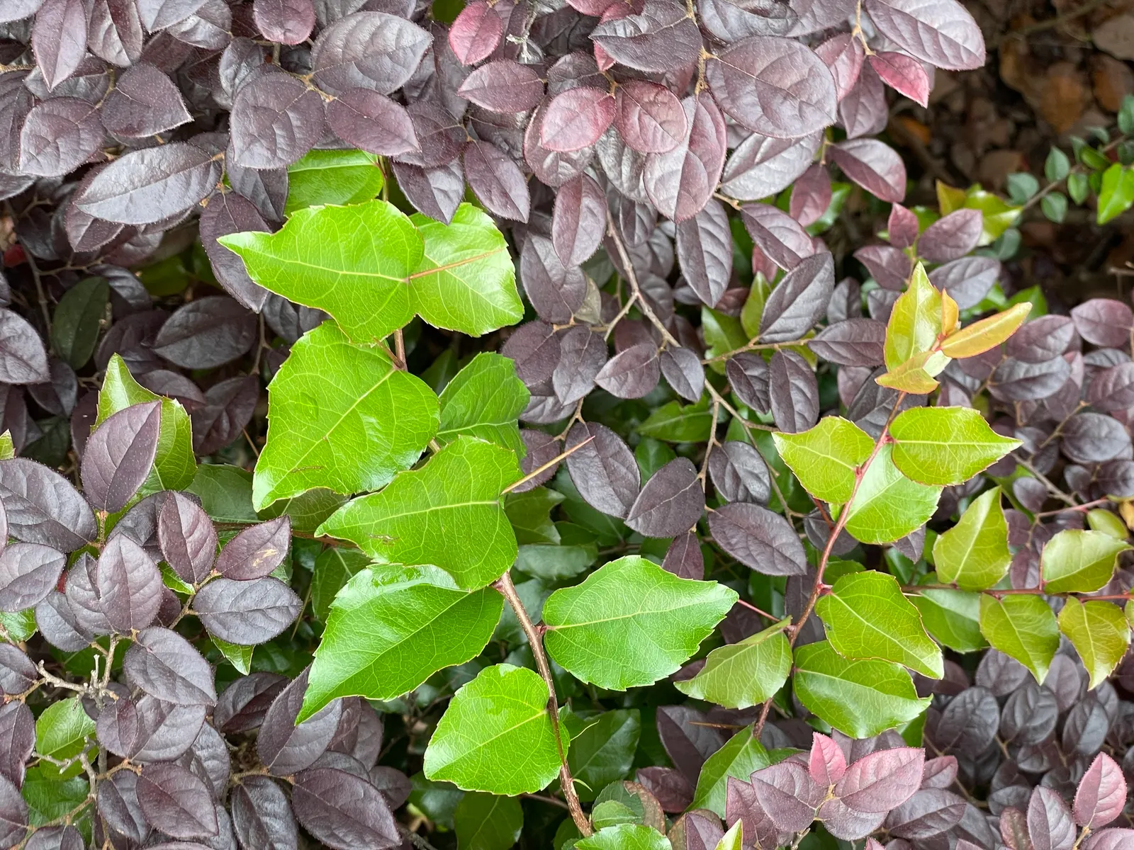 Shiny Xylosma (Xylosma Congestum) — and the berries that follow may attract birds
