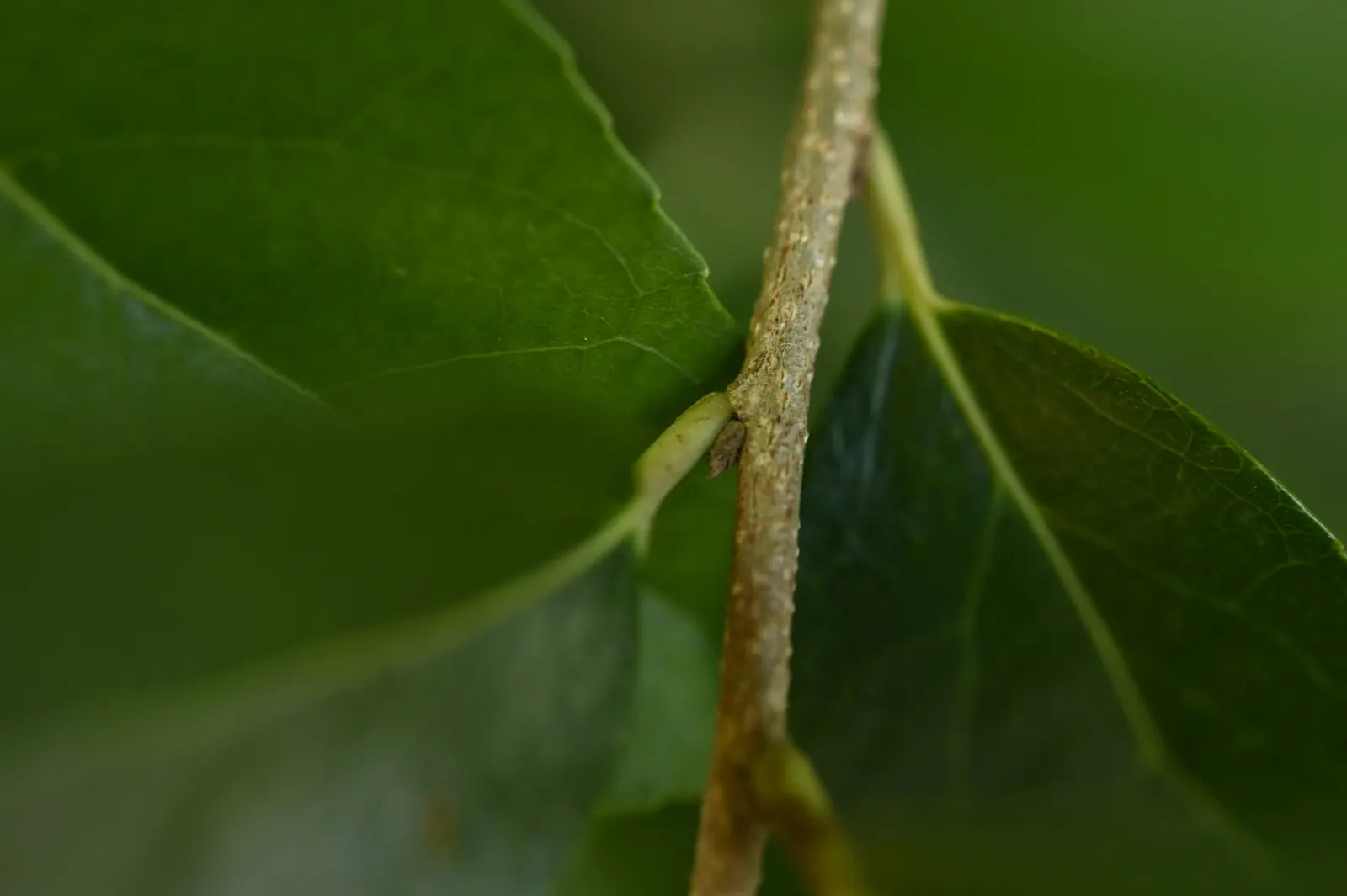 Shiny Xylosma (Xylosma Congestum) — it requires moderate watering
