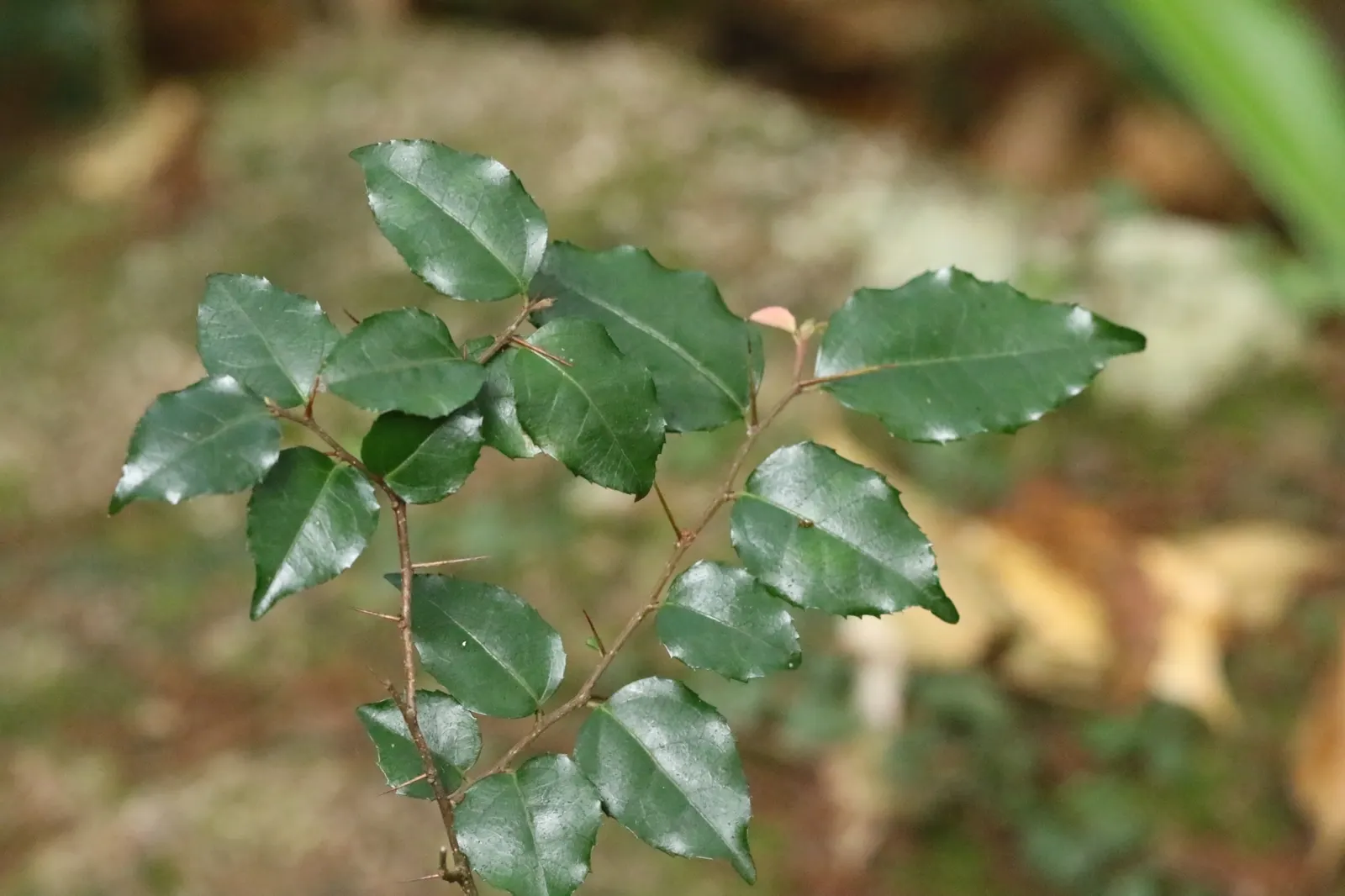 Shiny Xylosma (Xylosma Congestum) — Its subtly fragrant, inconspicuous flowers bloom in spring, sometimes followed by purple berries, image 32