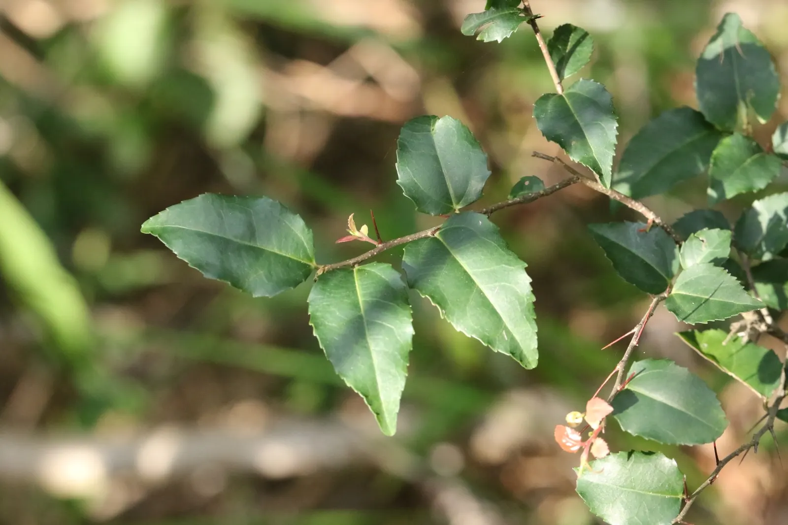 Shiny Xylosma (Xylosma Congestum) — evergreen shrub notable for its lustrous foliage and adaptive growth habits; bright green upon emergence