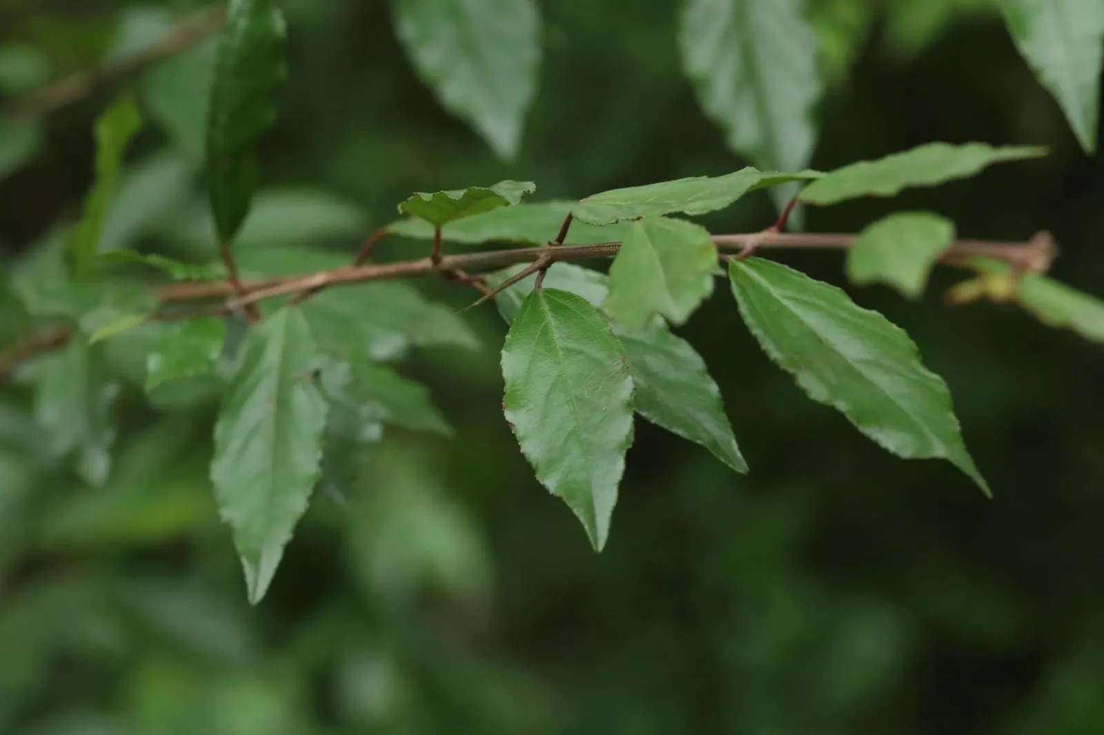 Shiny Xylosma (Xylosma Congestum) — glossy green as they mature