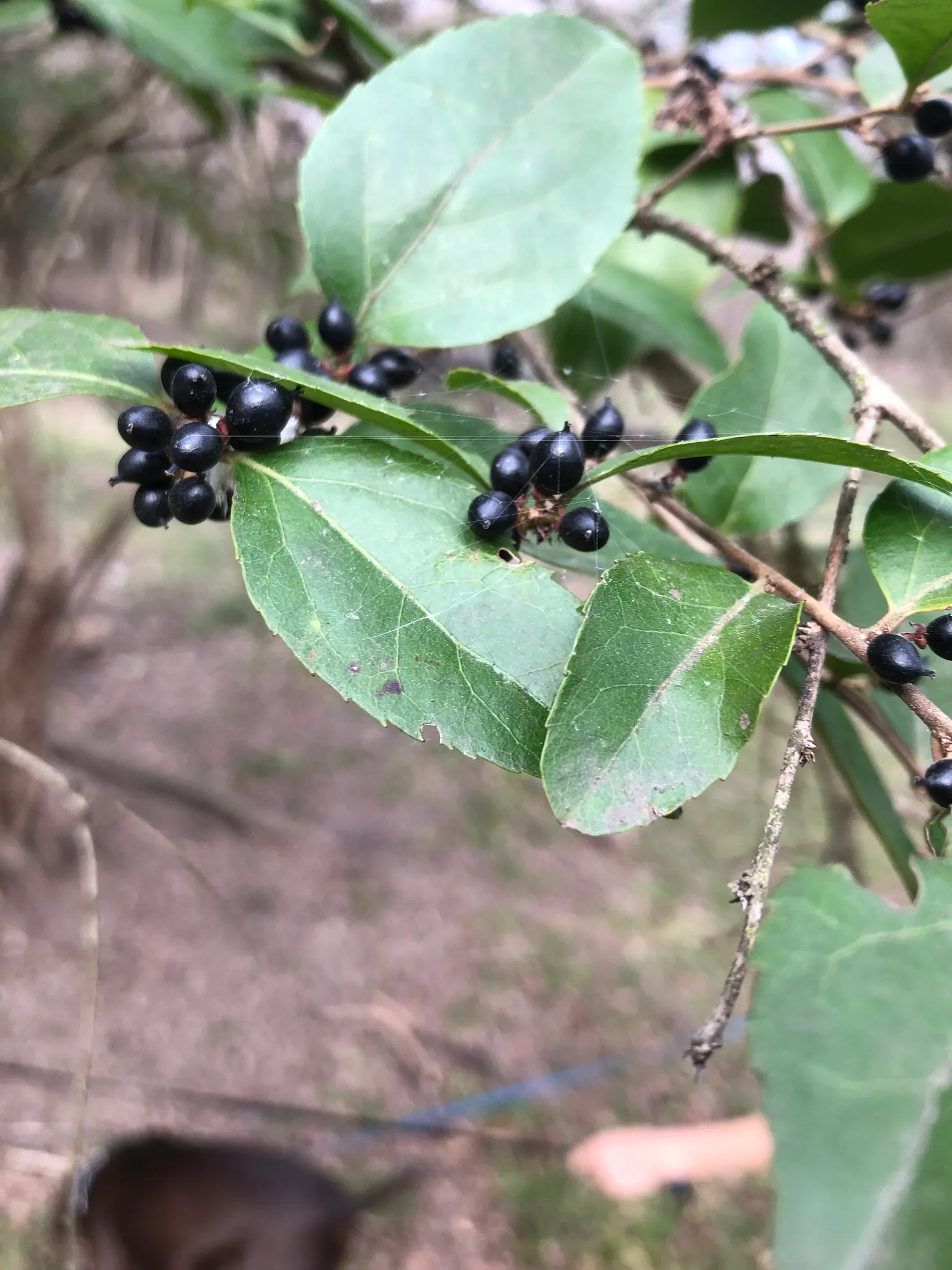 Shiny Xylosma (Xylosma Congestum) — displaying a preference for well-drained soil