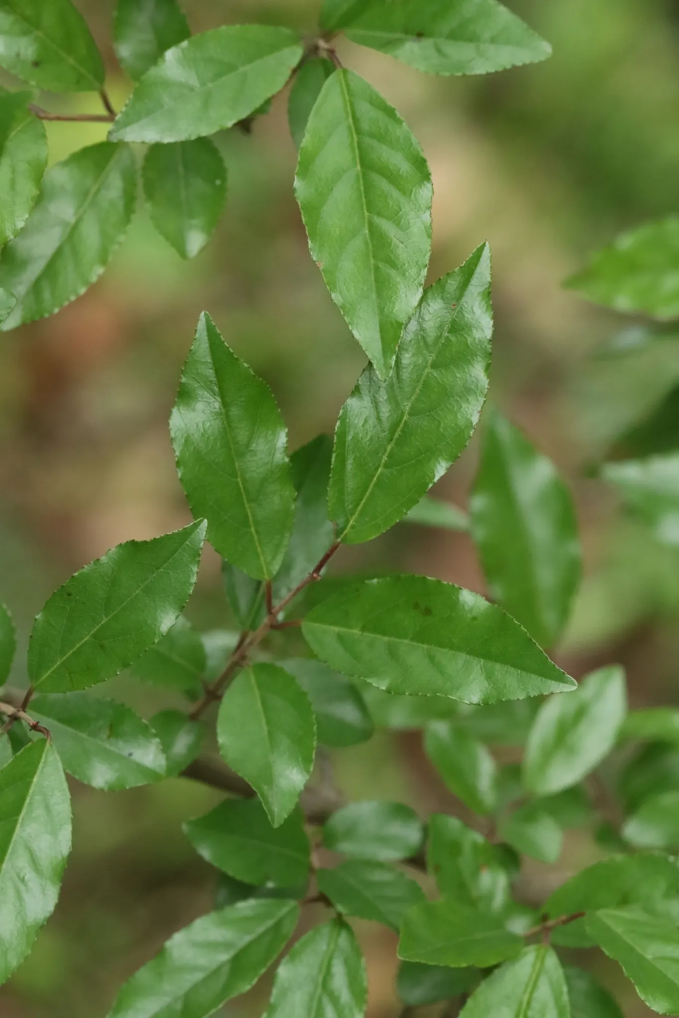 Shiny Xylosma (Xylosma Congestum) — Its subtly fragrant, inconspicuous flowers bloom in spring, sometimes followed by purple berries