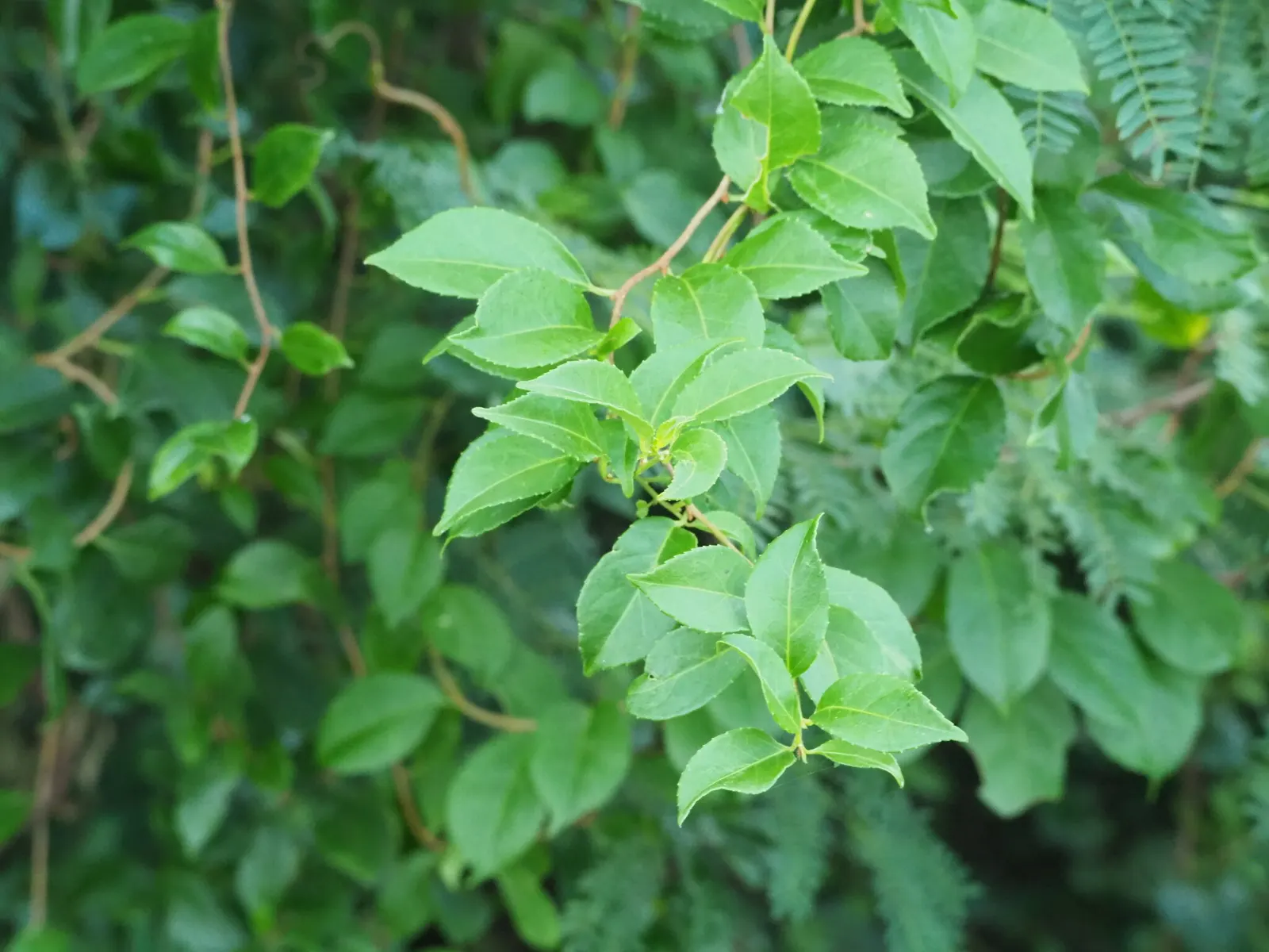 Shiny Xylosma (Xylosma Congestum) — This resilient plant can reach a mature height of 10 to 12 feet