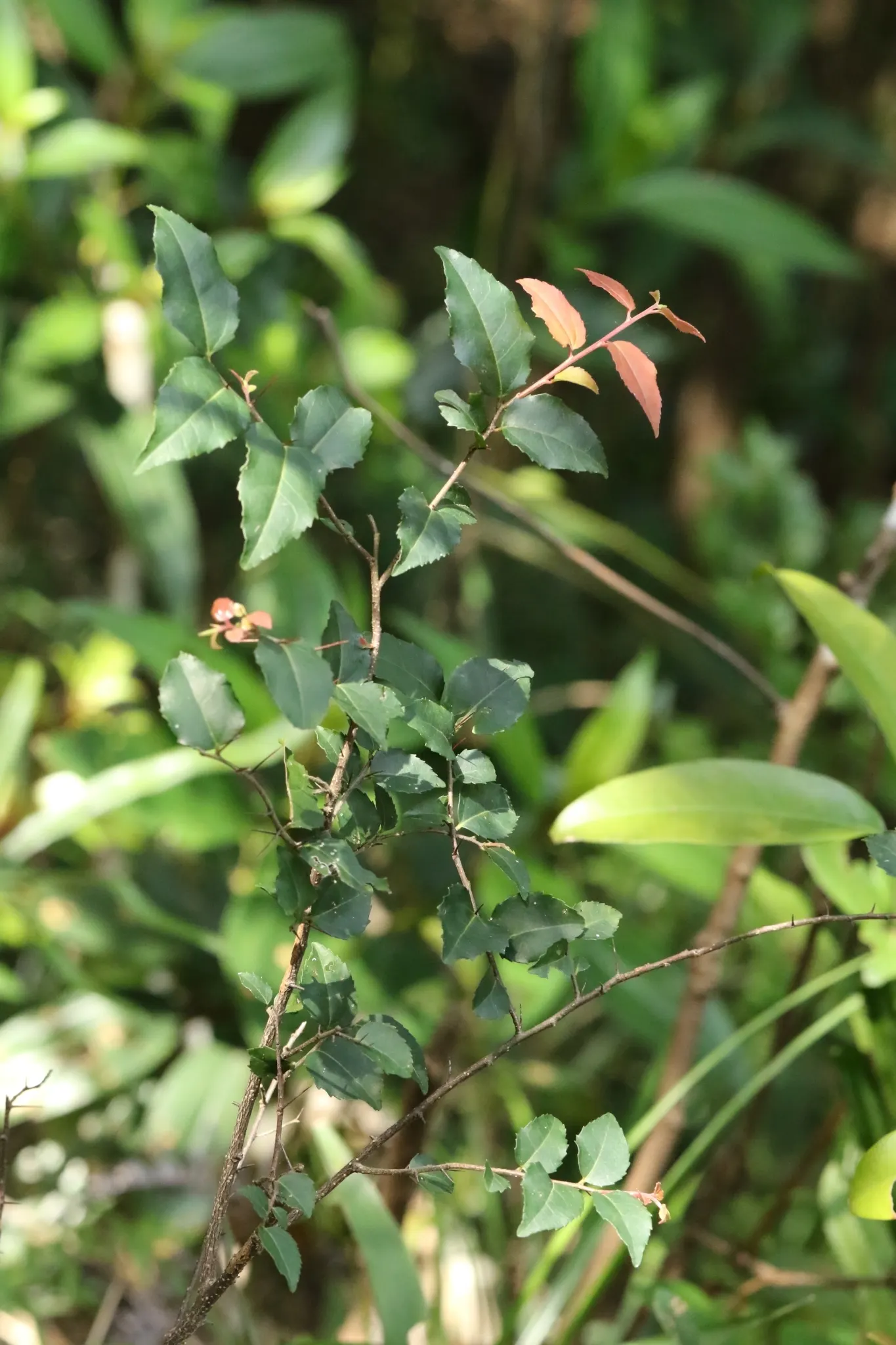 Shiny Xylosma (Xylosma Congestum) — lending a medium-textured look to the shrub's overall appearance.<br><br>While inconspicuous in bloom