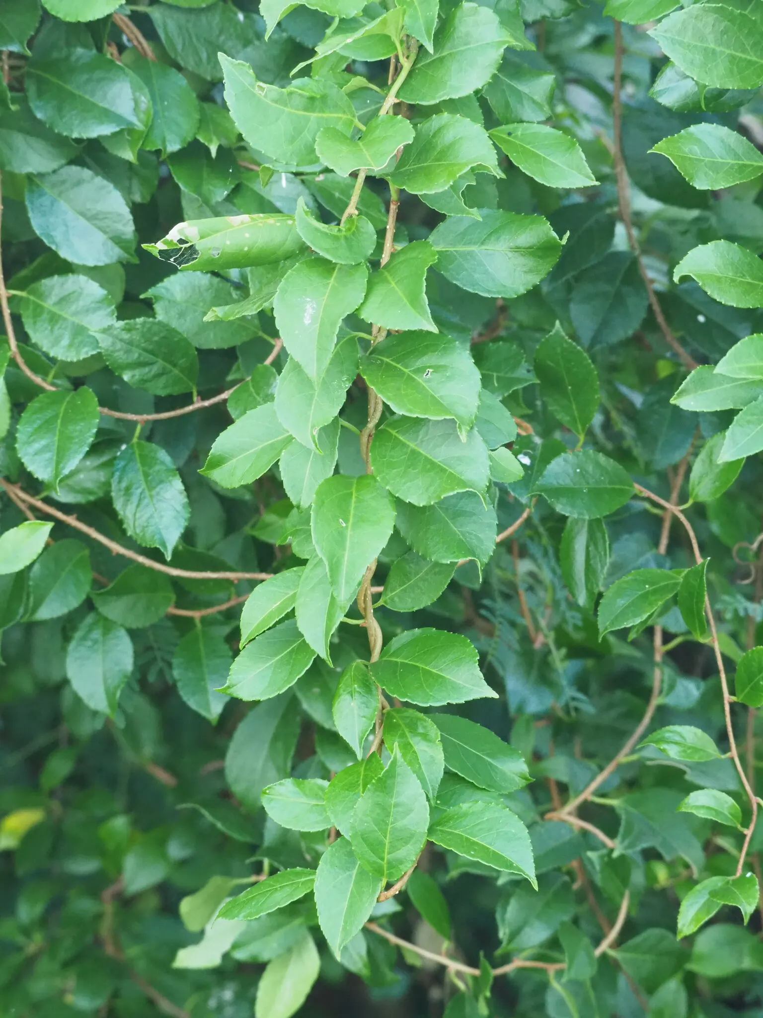 Shiny Xylosma (Xylosma Congestum) — shrub for full or half