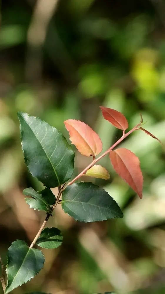 Shiny Xylosma (Xylosma Congestum) — making it a versatile addition to any landscape design