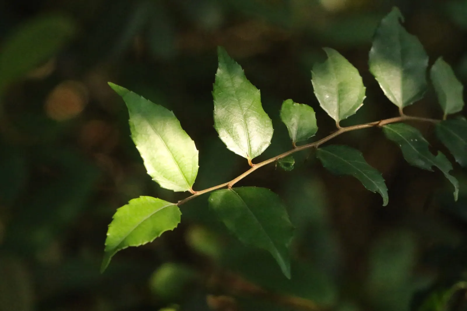 Shiny Xylosma (Xylosma Congestum) — Ideal for hedges or screens