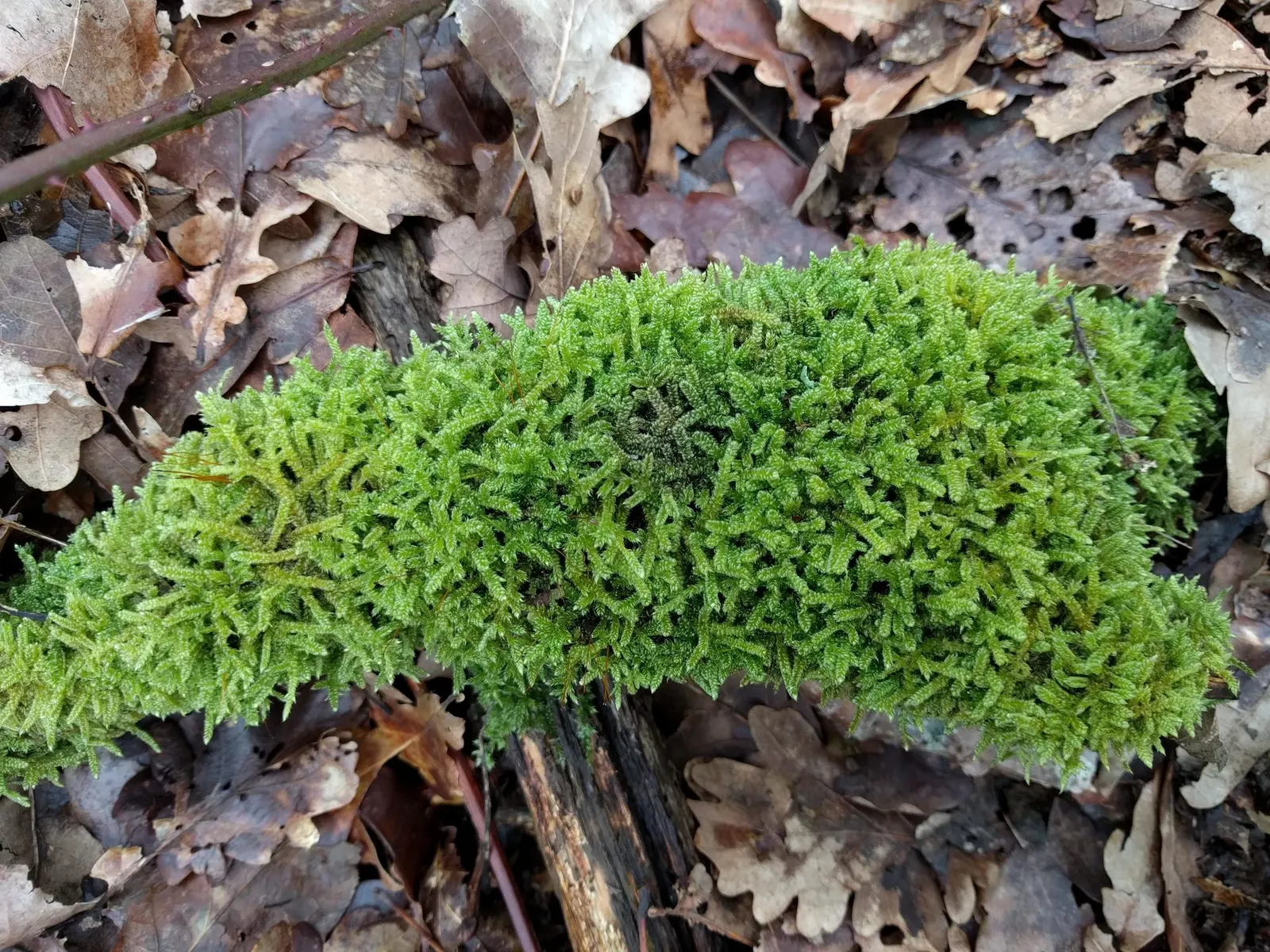Moss Cypress (Chamaecyparis pisifera 'Squarrosa') — moss-like foliage make it a prominent feature that will enrich the landscape for years to come