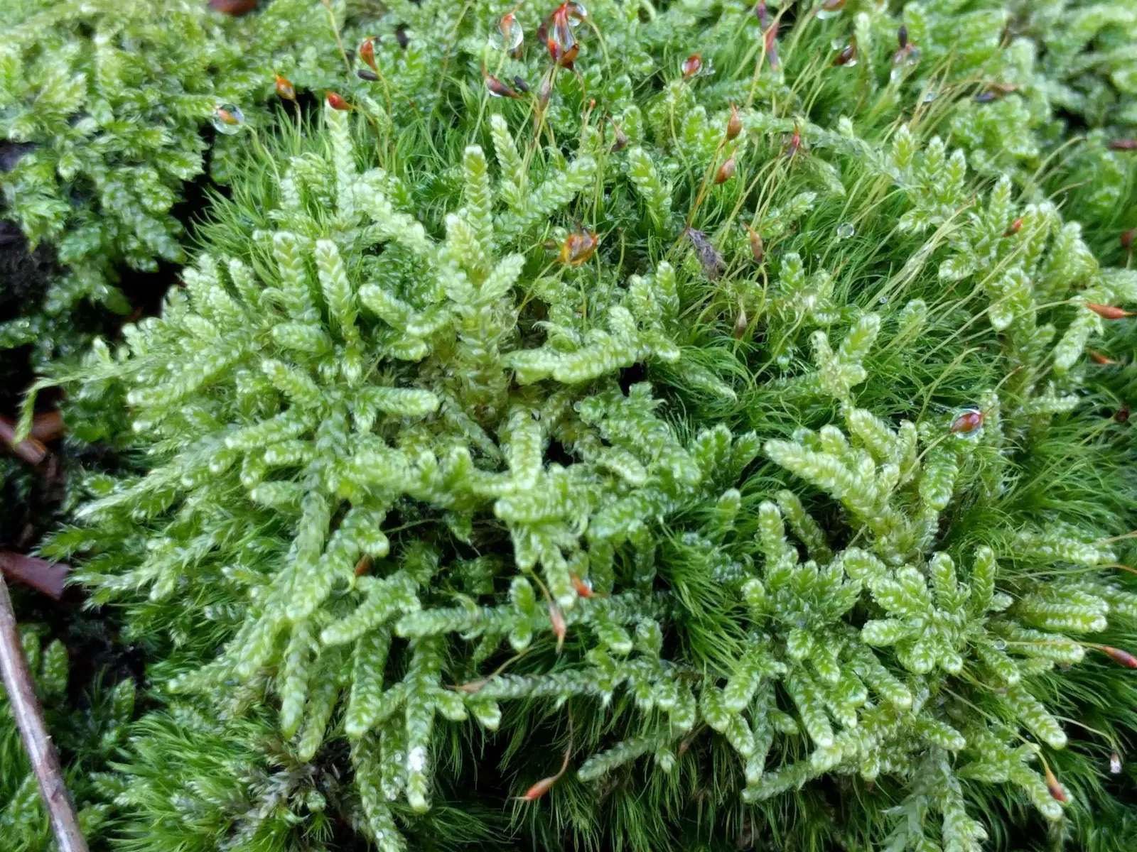 Moss Cypress (Chamaecyparis pisifera 'Squarrosa') — conifer / shrub for full