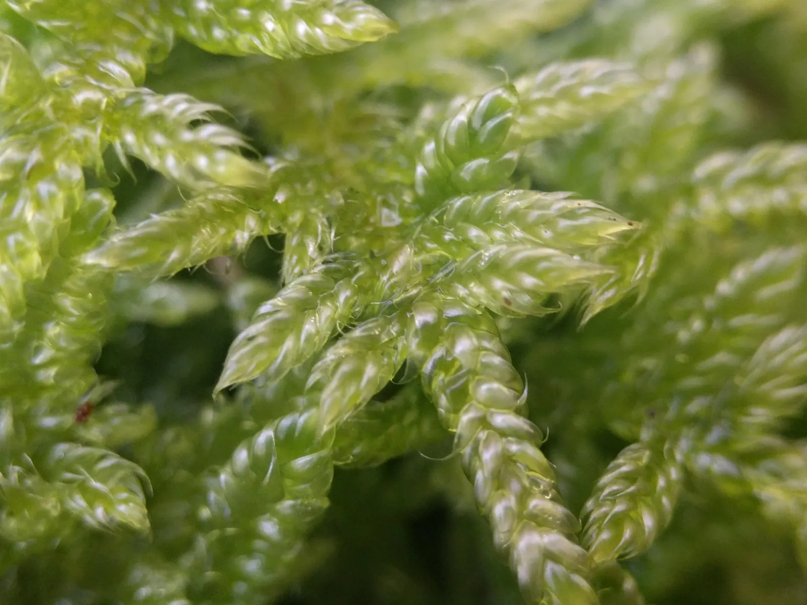 Moss Cypress (Chamaecyparis pisifera 'Squarrosa') — Preferring full sun to partial shade, it's perfect for adding contrast and softness to landscapes; the