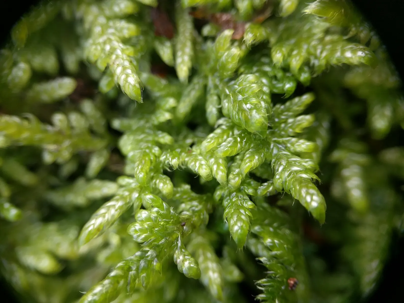 Moss Cypress (Chamaecyparis pisifera 'Squarrosa') — Maturing to 10-12 feet tall and 8-10 feet wide, it thrives best in USDA zones 4-8; feathery, image 70