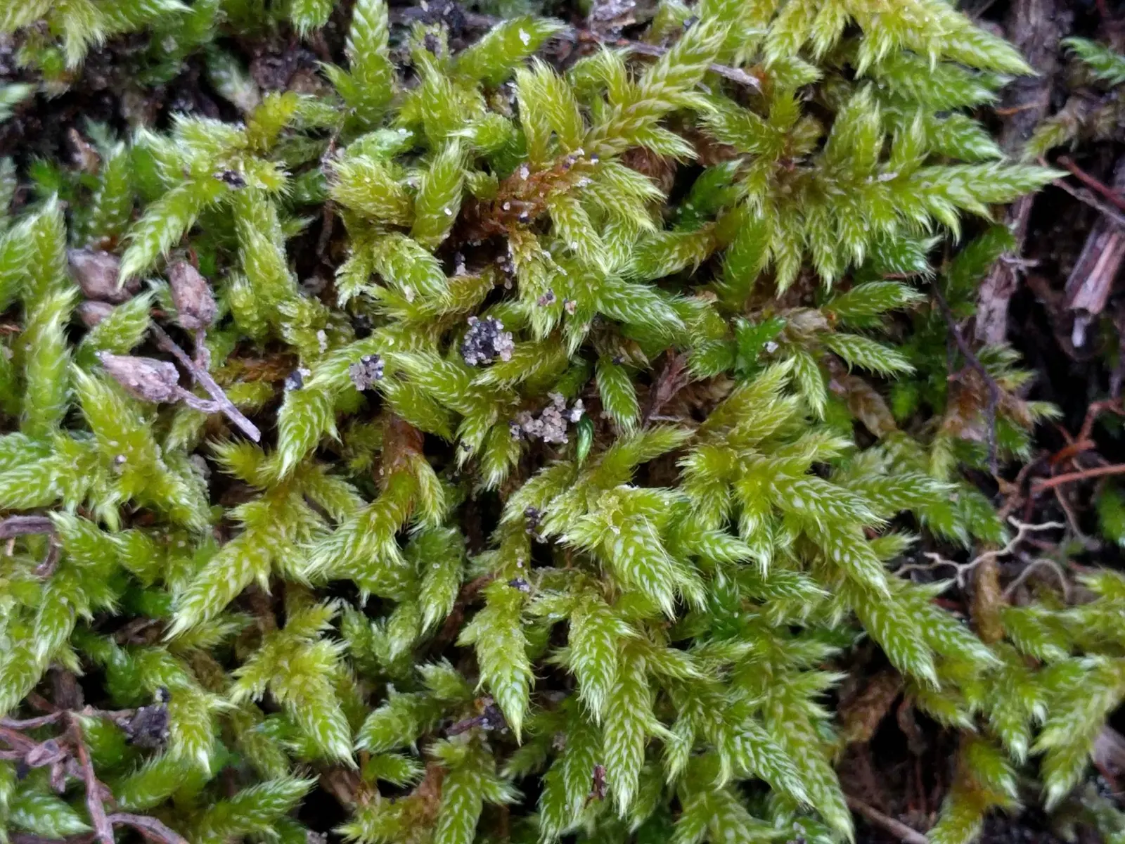 Moss Cypress (Chamaecyparis pisifera 'Squarrosa') — 'Squarrosa,' is a striking evergreen conifer featuring blue-green