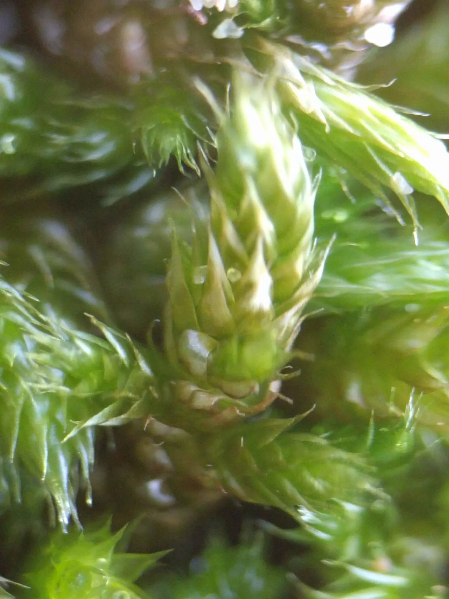 Moss Cypress (Chamaecyparis pisifera 'Squarrosa') — scientifically known as Chamaecyparis pisifera 'Squarrosa'
