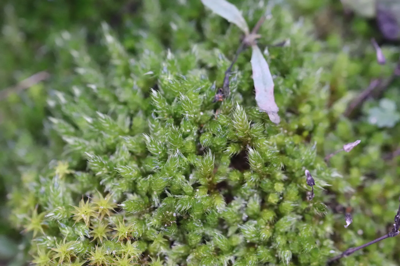 Moss Cypress (Chamaecyparis pisifera 'Squarrosa') — the plant typically reaches heights of 6 to 8 feet