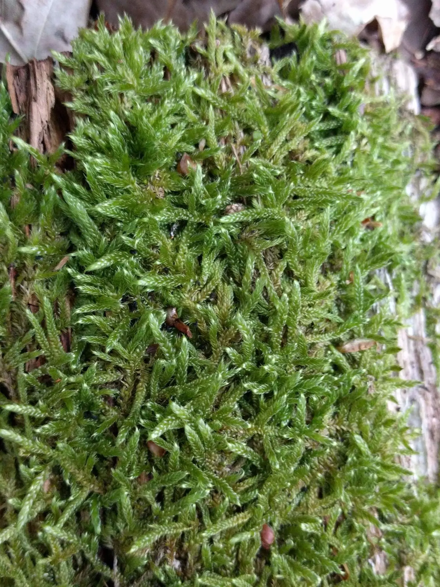 Moss Cypress (Chamaecyparis pisifera 'Squarrosa') — showcasing its unique texture and color