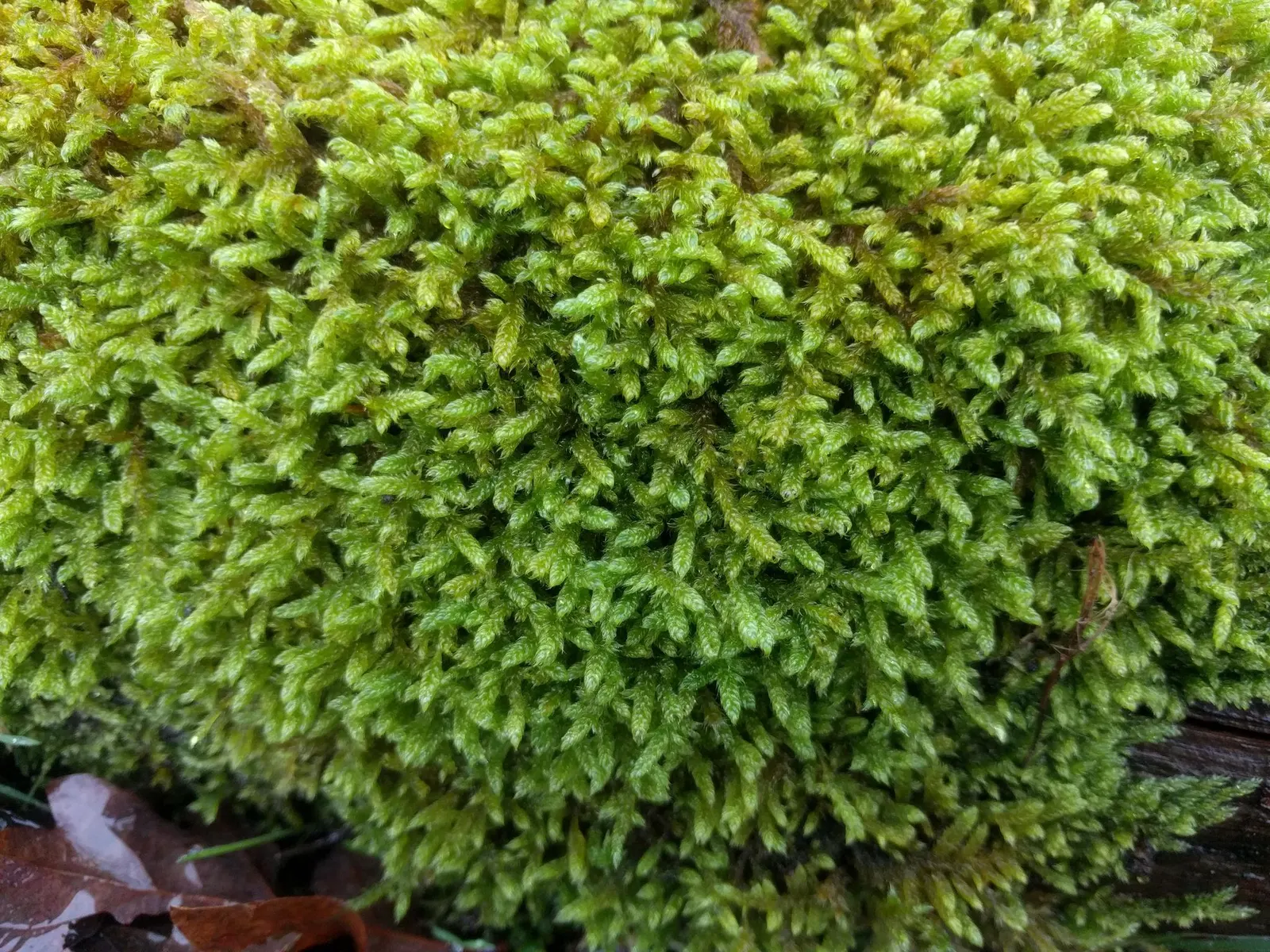 Moss Cypress (Chamaecyparis pisifera 'Squarrosa') — It prefers well-draining soil, though it is moderately adaptable to different soil types, image 57