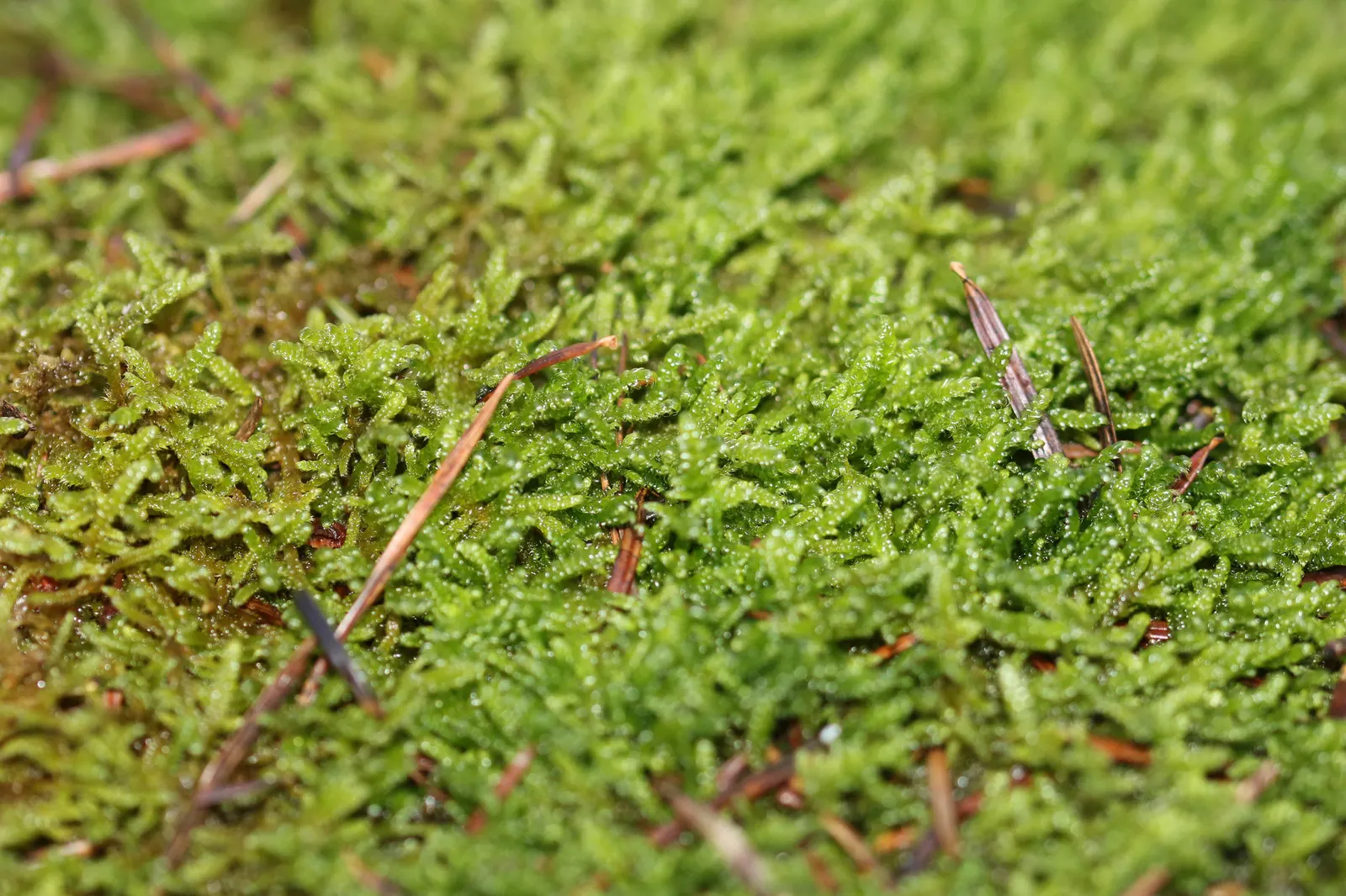 Moss Cypress (Chamaecyparis pisifera 'Squarrosa') — is a distinctive conifer that offers a graceful texture and a robust presence in the landscape