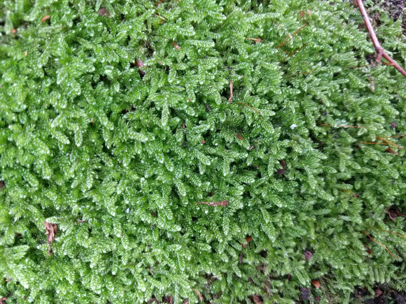 Moss Cypress (Chamaecyparis pisifera 'Squarrosa') — Regular watering helps establish its extensive root system, ensuring robust growth and health, image 28