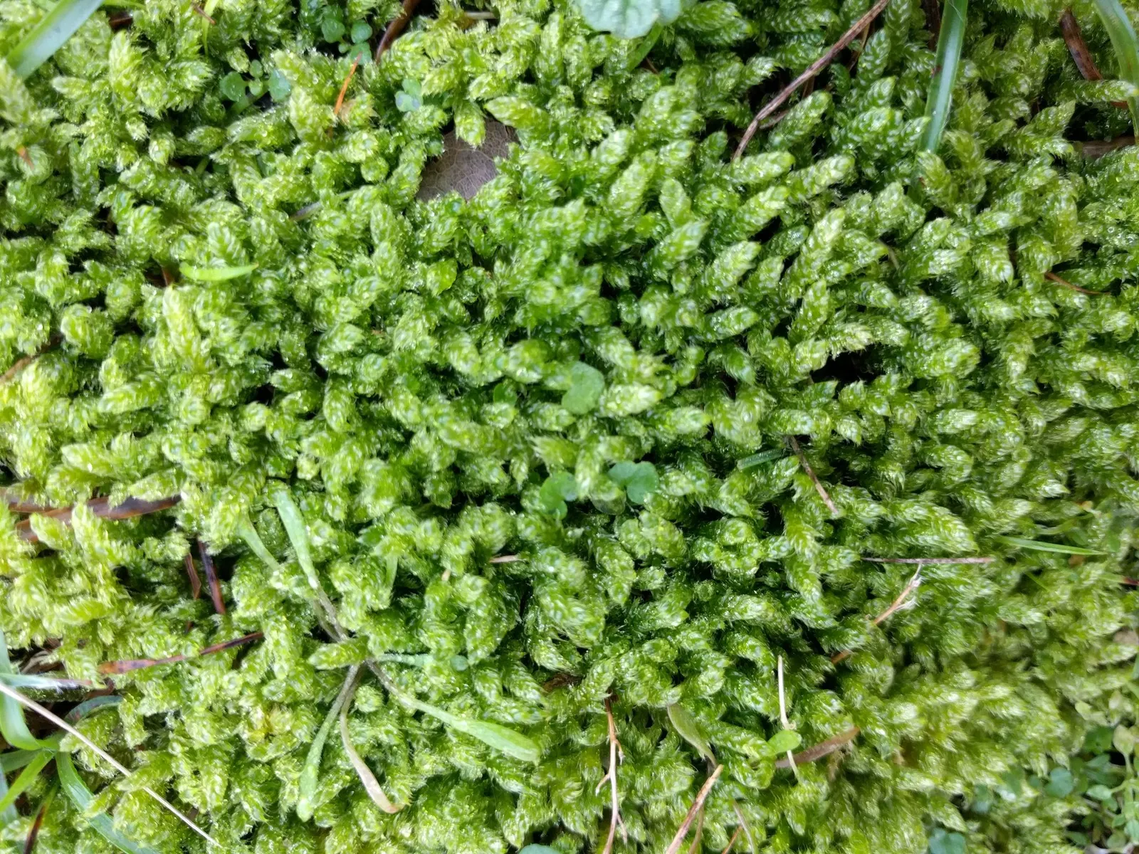 Moss Cypress (Chamaecyparis pisifera 'Squarrosa') — is a distinctive conifer that offers a graceful texture and a robust presence in the landscape, image 52