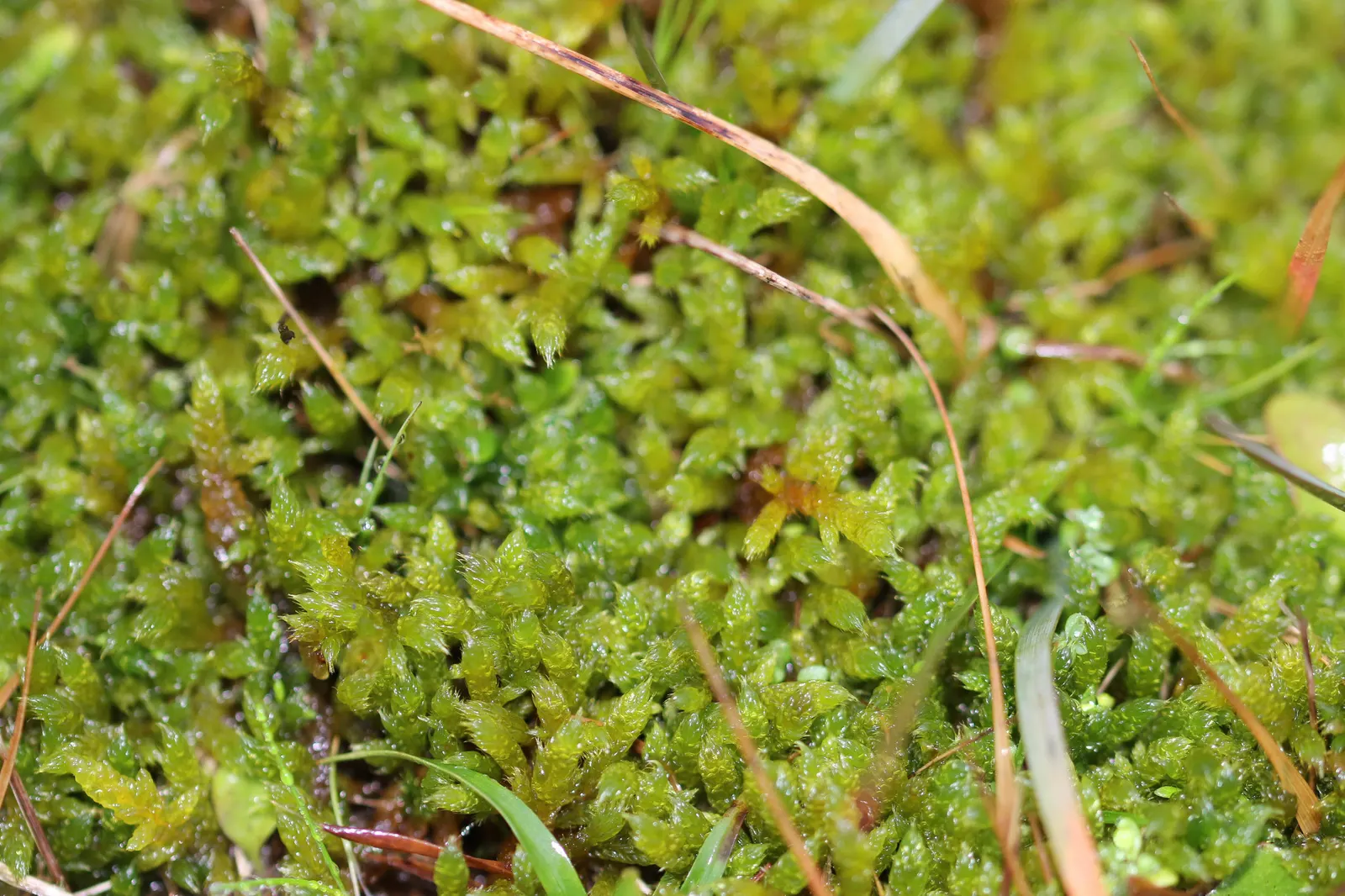 Moss Cypress (Chamaecyparis pisifera 'Squarrosa') — but once settled it exhibits good drought tolerance