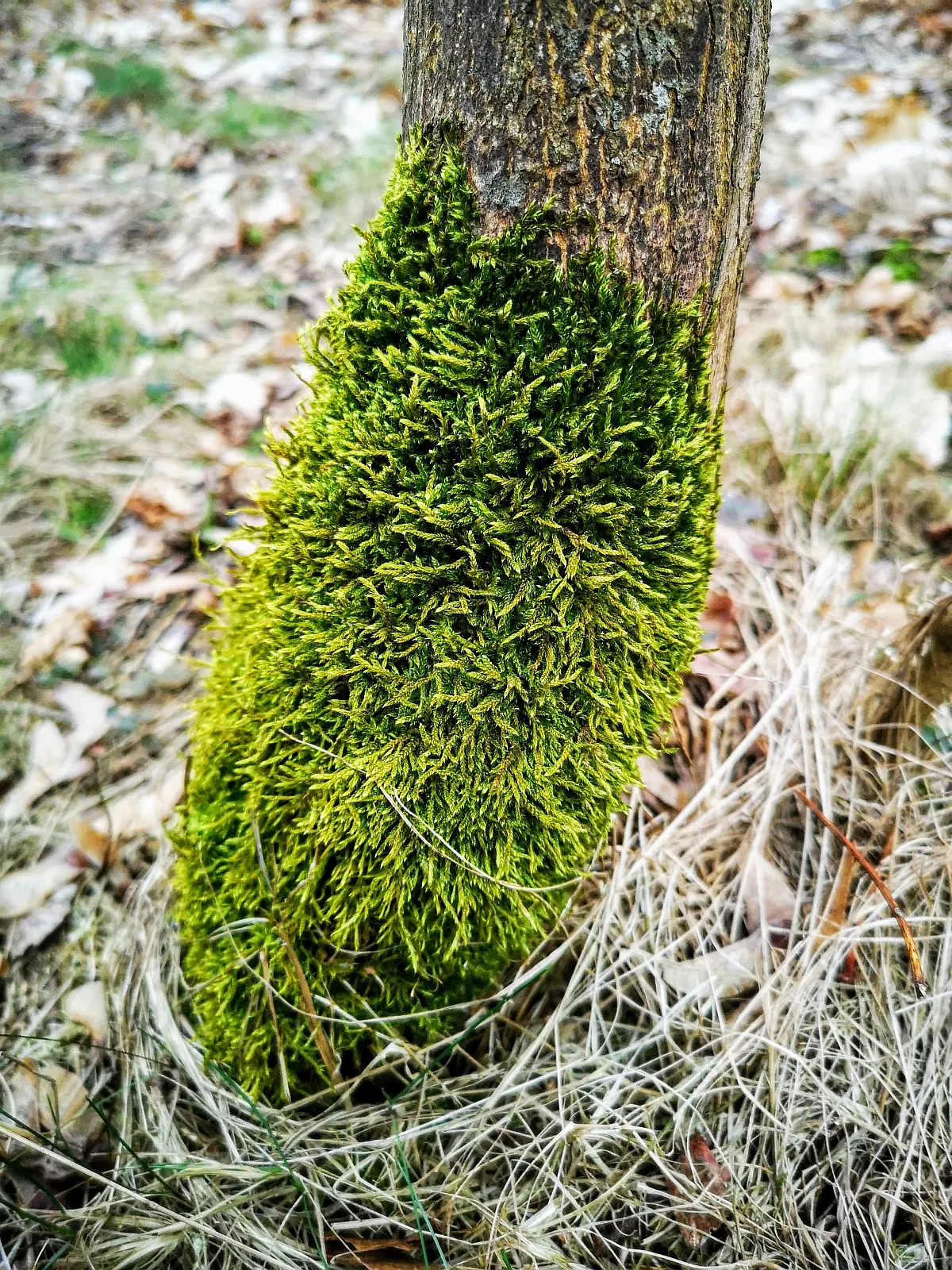 Moss Cypress (Chamaecyparis pisifera 'Squarrosa') — but once settled it exhibits good drought tolerance; regular watering is essential when the tree is