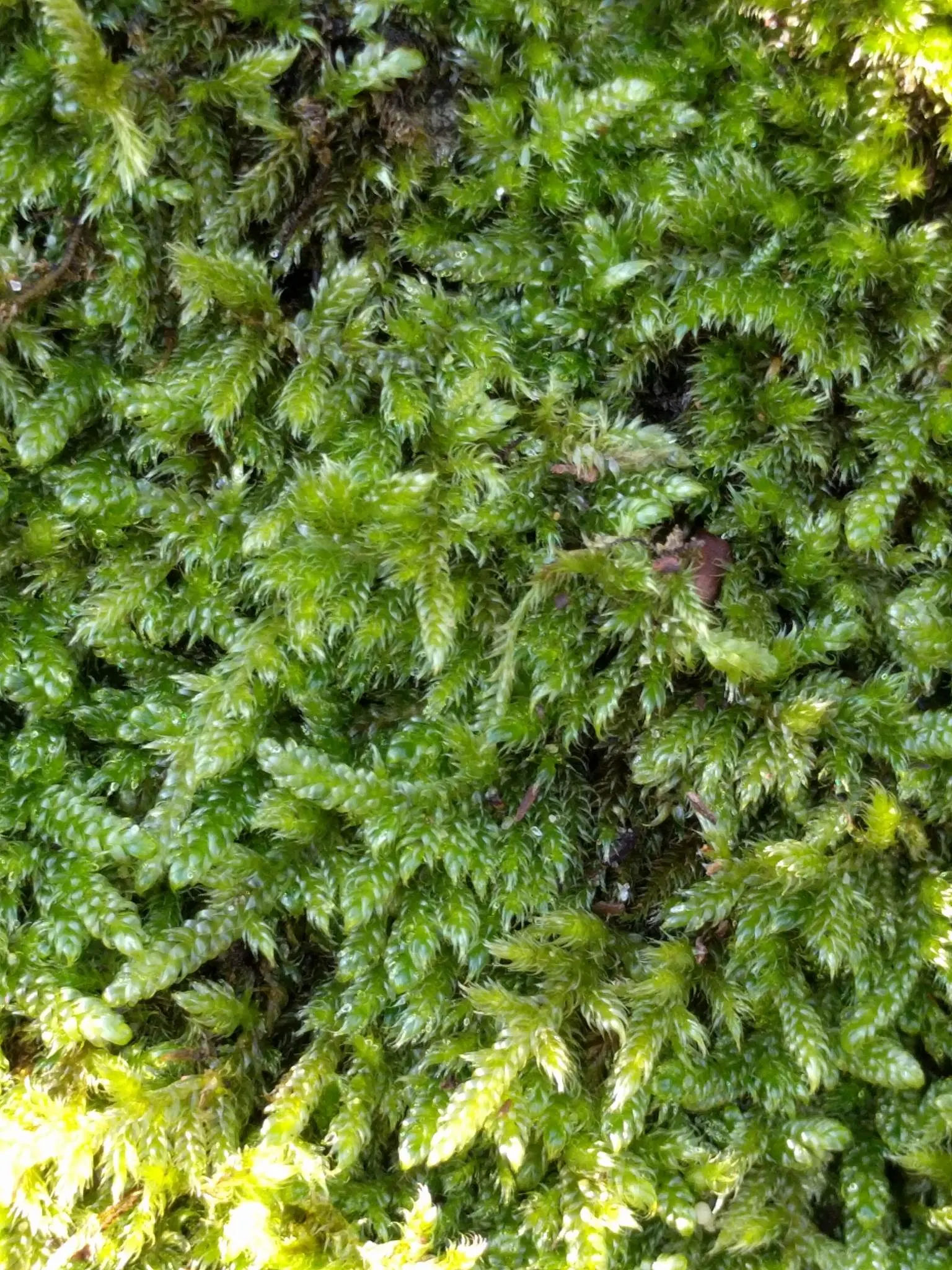 Moss Cypress (Chamaecyparis pisifera 'Squarrosa') — is a distinctive conifer that offers a graceful texture and a robust presence in the landscape; this