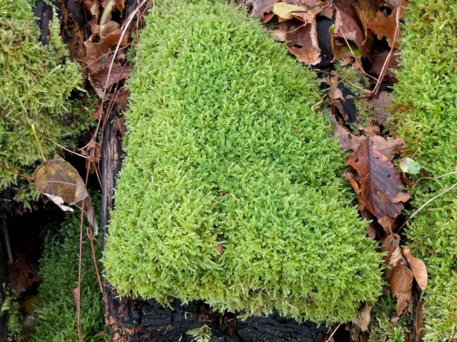 Moss Cypress (Chamaecyparis pisifera 'Squarrosa') — the Moss Cypress is a compelling choice; preferring full sun to partial shade, it's perfect for, image 64
