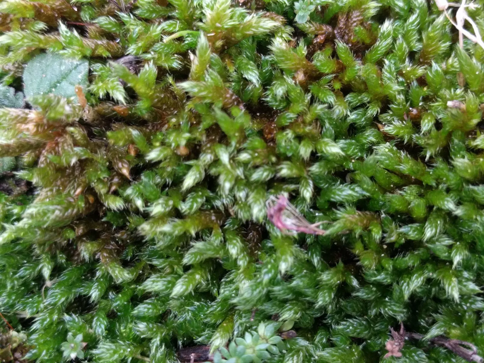 Moss Cypress (Chamaecyparis pisifera 'Squarrosa') — moss-like foliage make it a prominent feature that will enrich the landscape for years to come, image 65