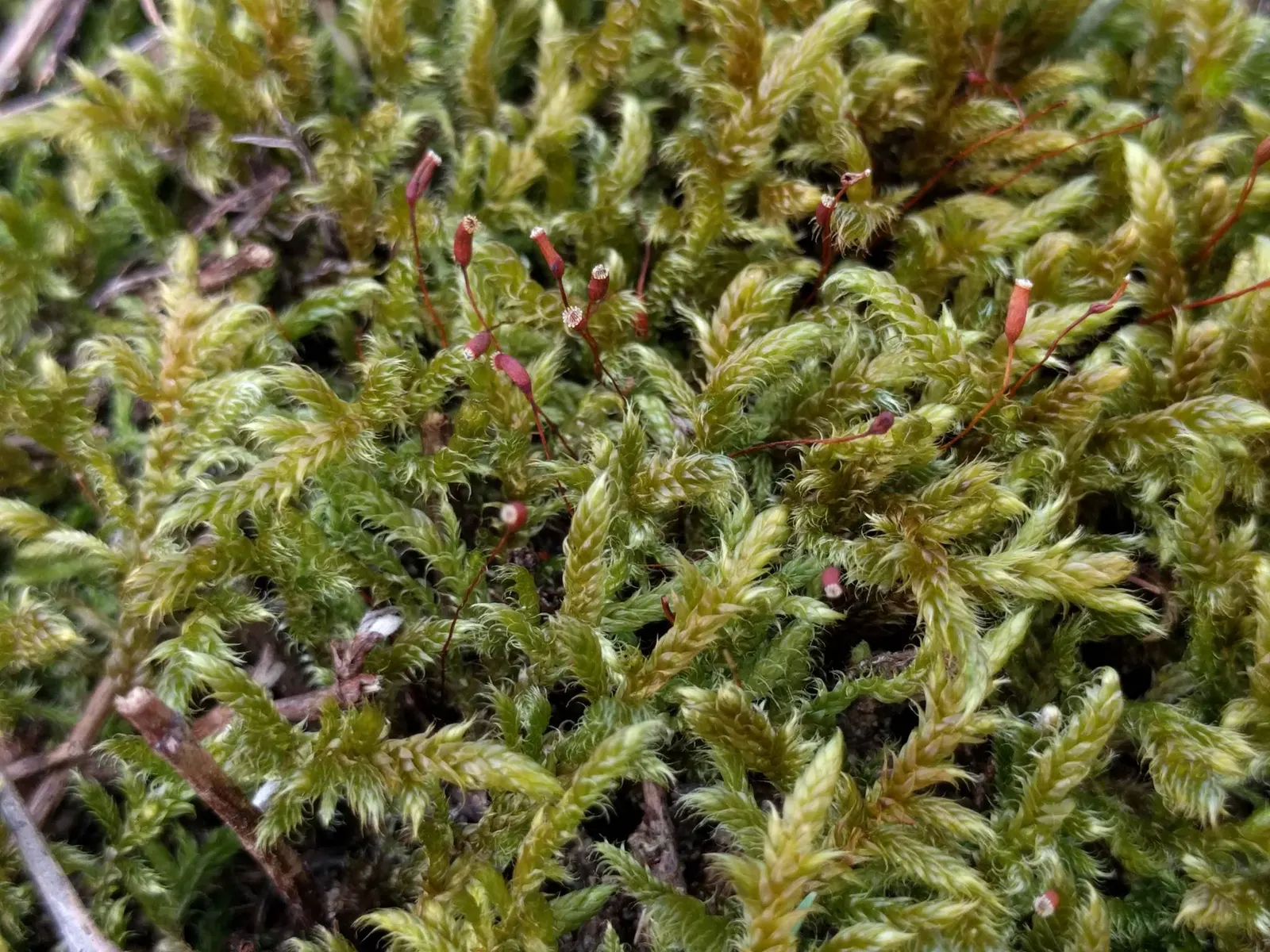 Moss Cypress (Chamaecyparis pisifera 'Squarrosa') — the Moss Cypress thrives in full sun to partial shade; but once settled it exhibits good, image 56