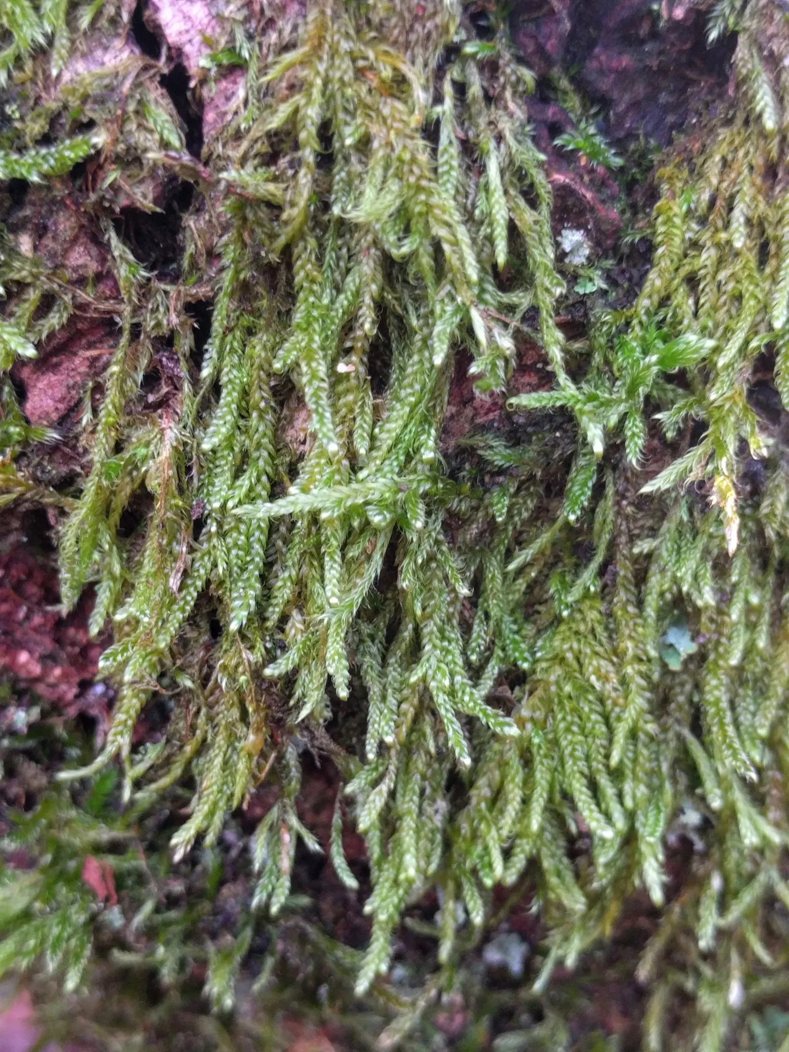 Moss Cypress (Chamaecyparis pisifera 'Squarrosa') — with a spread of approximately 4 to 5 feet.<br><br>Hardy in USDA zones 4 through 8