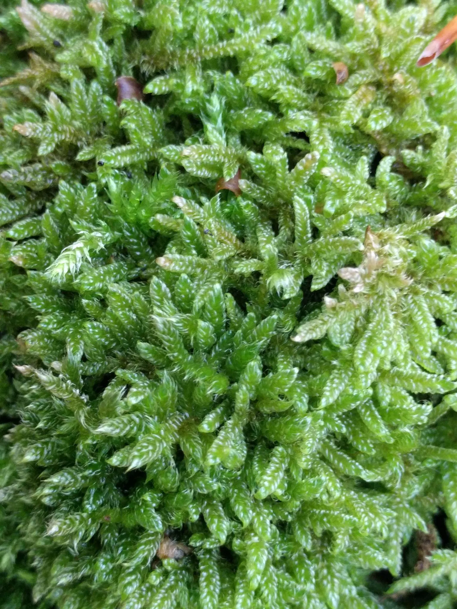Moss Cypress (Chamaecyparis pisifera 'Squarrosa') — feathery foliage with a unique