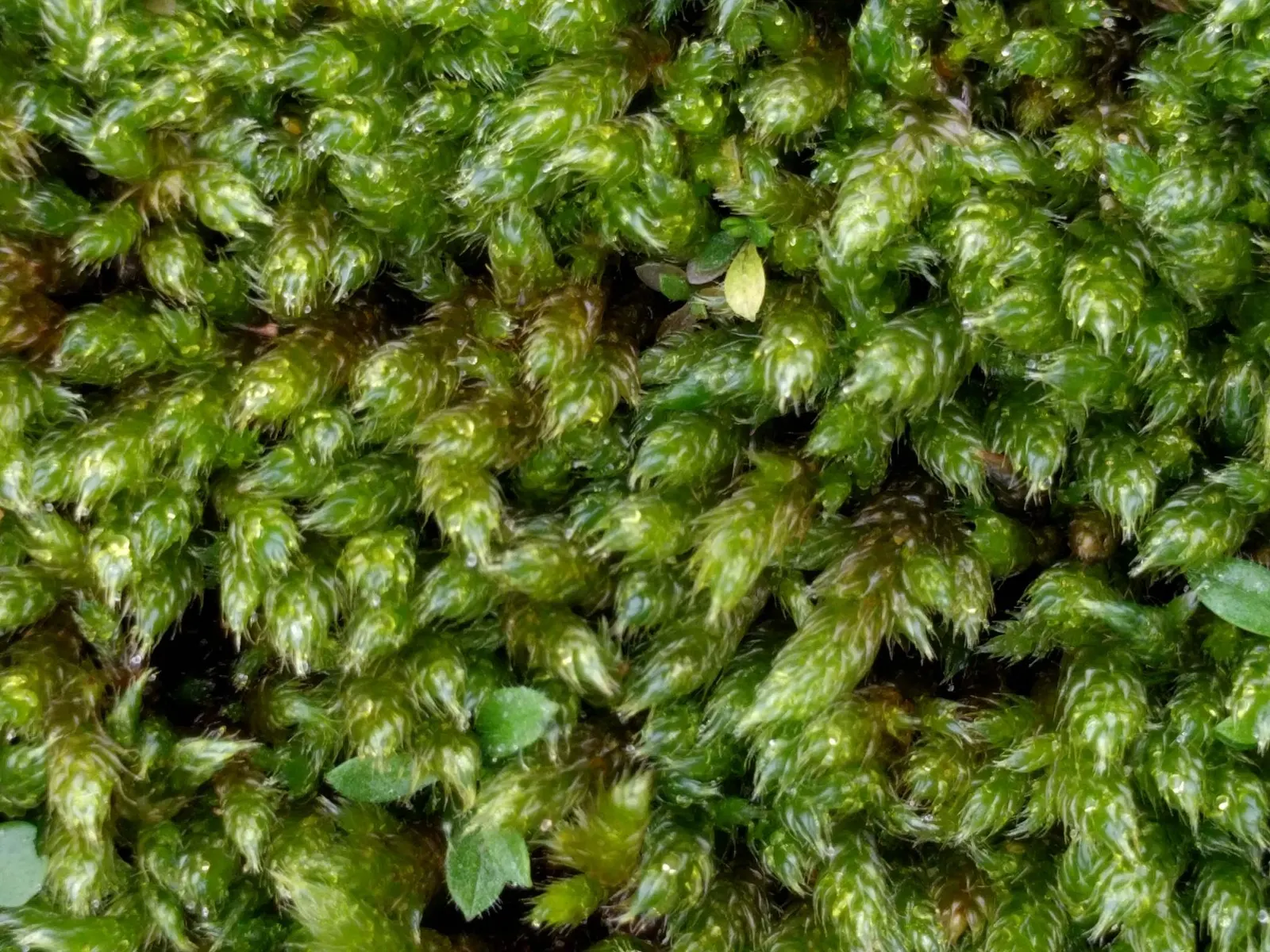 Moss Cypress (Chamaecyparis pisifera 'Squarrosa') — Regular watering is essential when the tree is establishing; scientifically known as, image 58