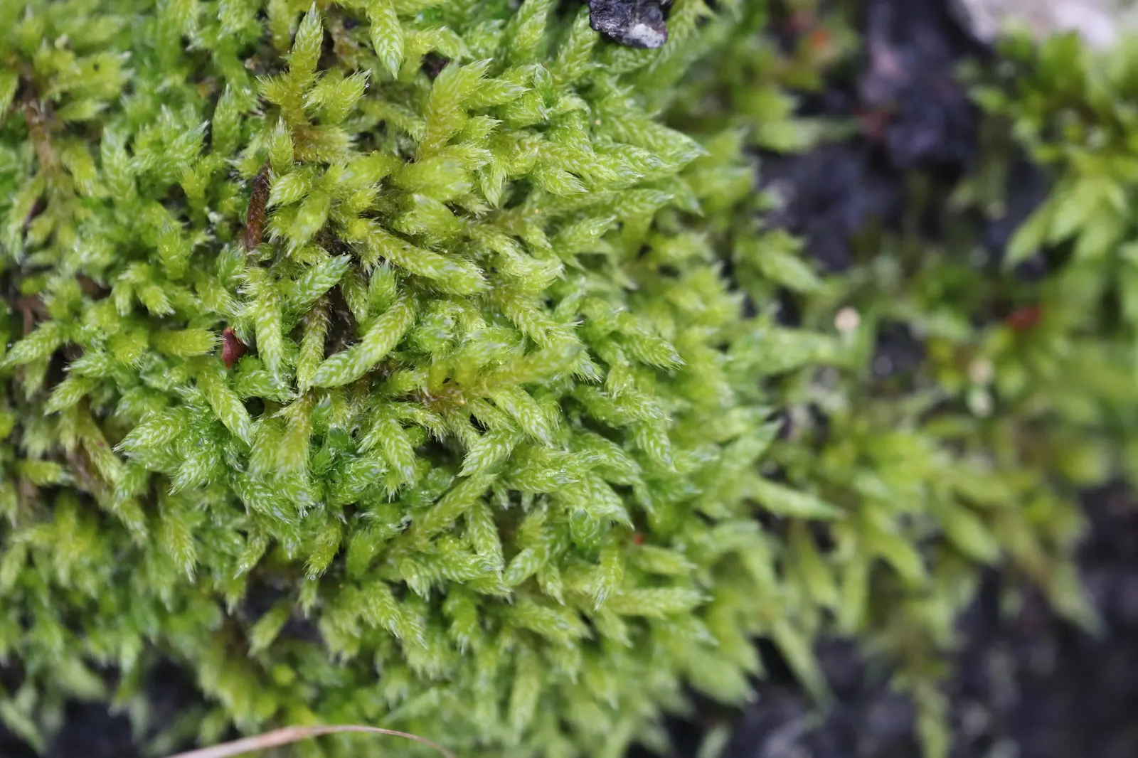 Moss Cypress (Chamaecyparis pisifera 'Squarrosa') — Maturing to 10-12 feet tall and 8-10 feet wide, it thrives best in USDA zones 4-8; feathery, image 48