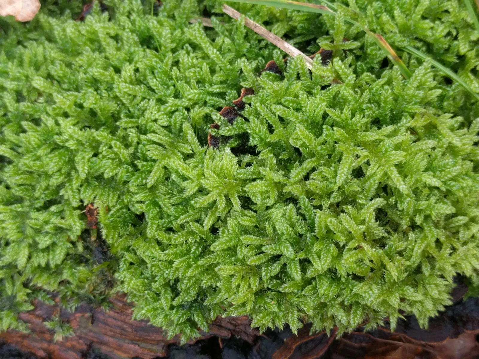 Moss Cypress (Chamaecyparis pisifera 'Squarrosa') — Preferring full sun to partial shade, it's perfect for adding contrast and softness to, image 71