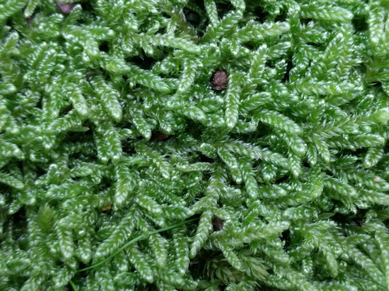 Moss Cypress (Chamaecyparis pisifera 'Squarrosa') — the Moss Cypress thrives in full sun to partial shade; but once settled it exhibits good drought tolerance