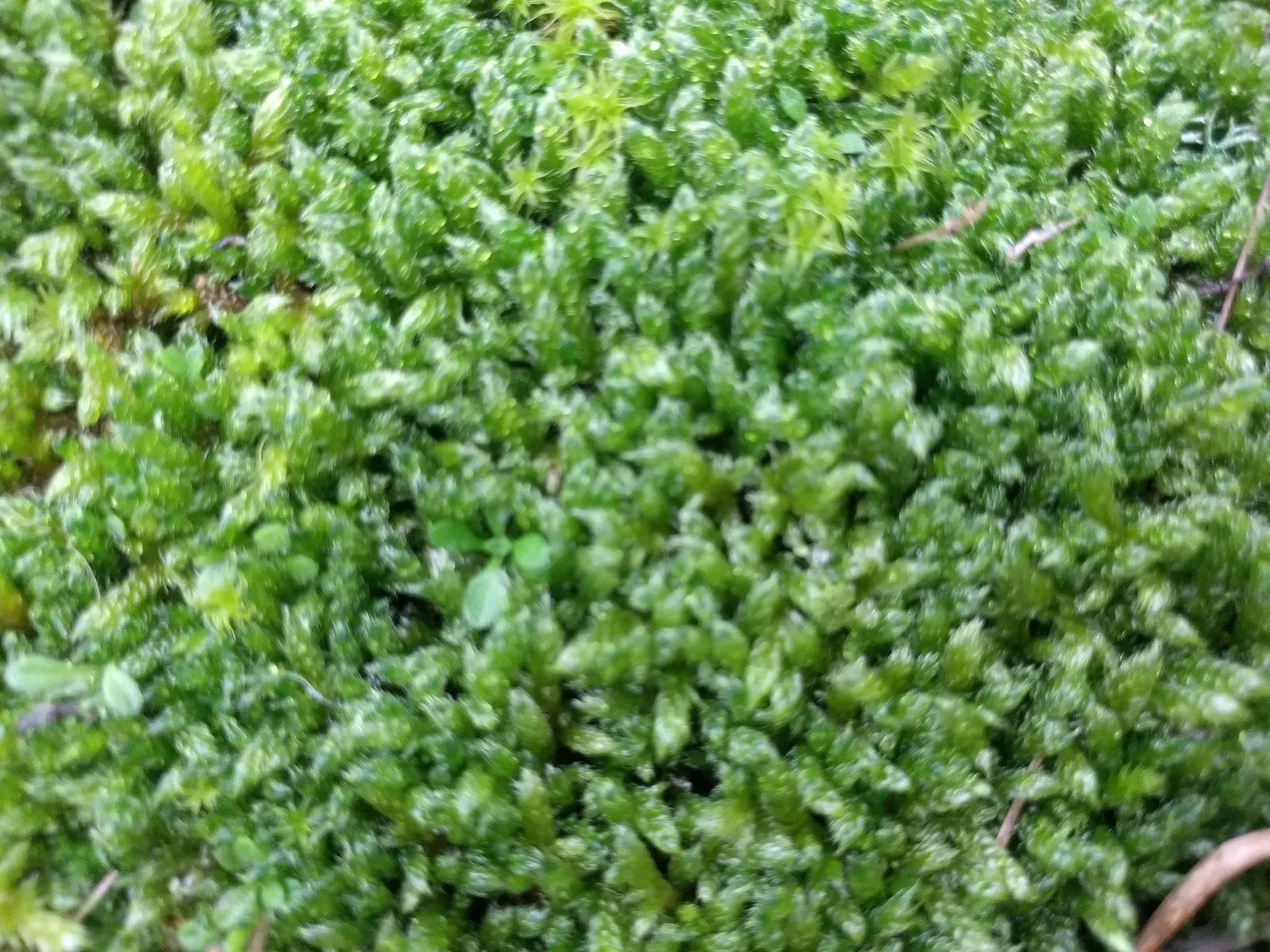 Moss Cypress (Chamaecyparis pisifera 'Squarrosa') — feathery foliage with a unique; showcasing its unique texture and color, image 47