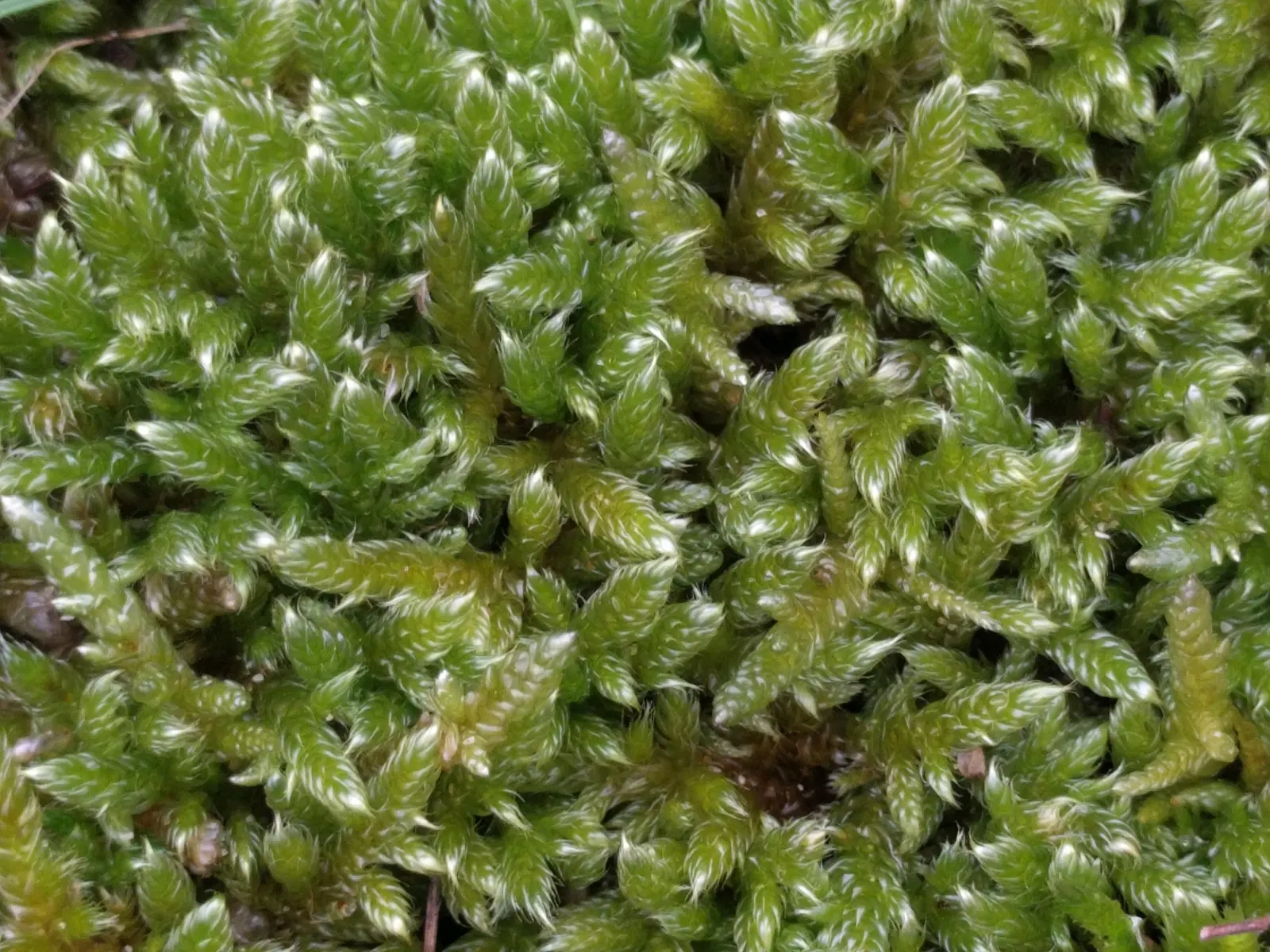 Moss Cypress (Chamaecyparis pisifera 'Squarrosa') — the plant typically reaches heights of 6 to 8 feet; the Moss Cypress, Chamaecyparis p