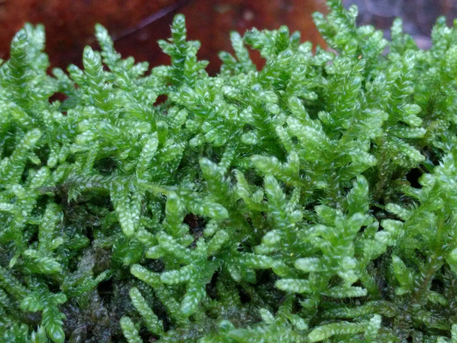 Moss Cypress (Chamaecyparis pisifera 'Squarrosa') — the Moss Cypress is a compelling choice; preferring full sun to partial shade, it's perfect for adding