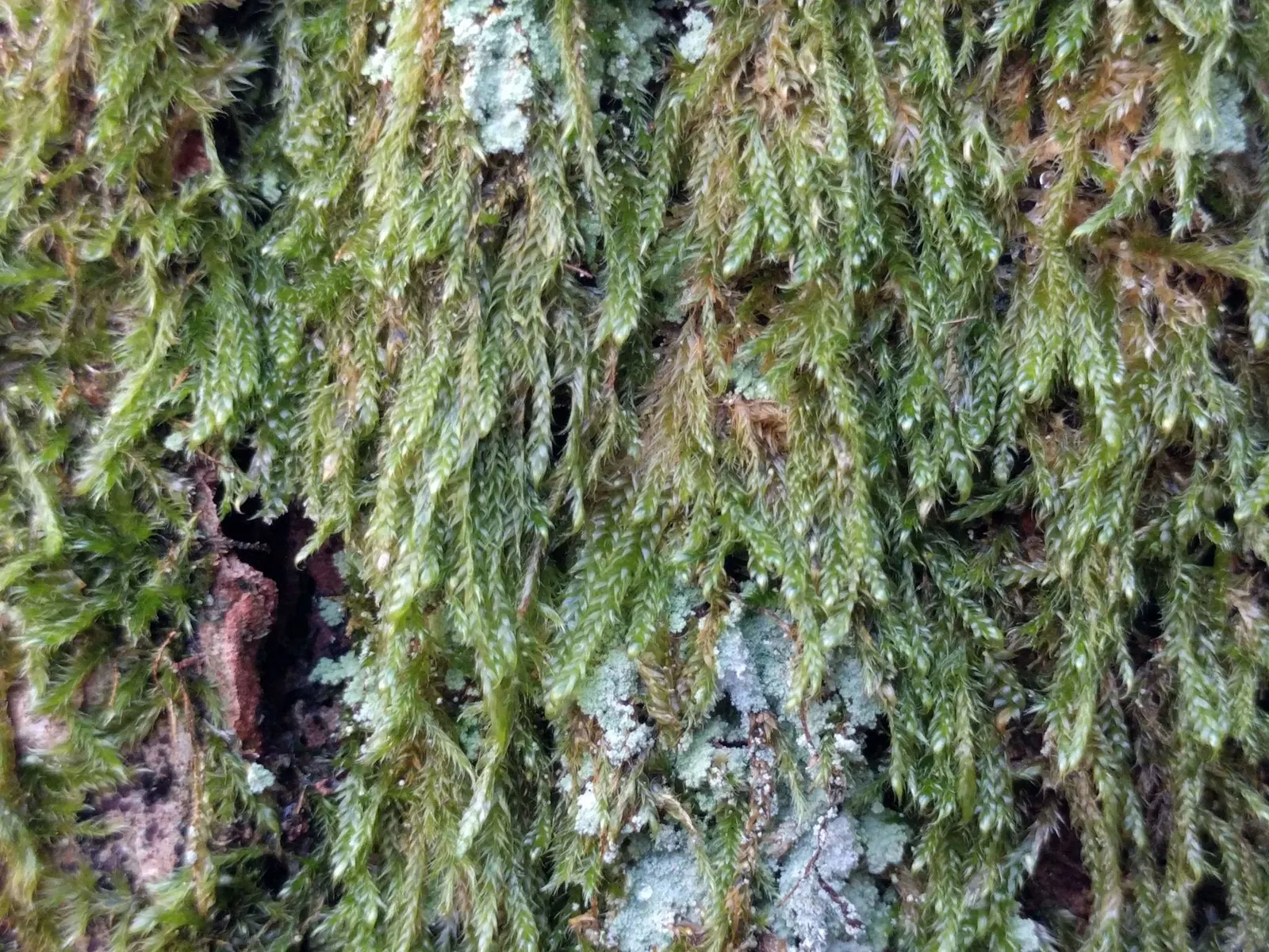 Moss Cypress (Chamaecyparis pisifera 'Squarrosa') — The Moss Cypress, Chamaecyparis p; maturing to 10-12 feet tall and 8-10 feet wide, it thrives best in USDA