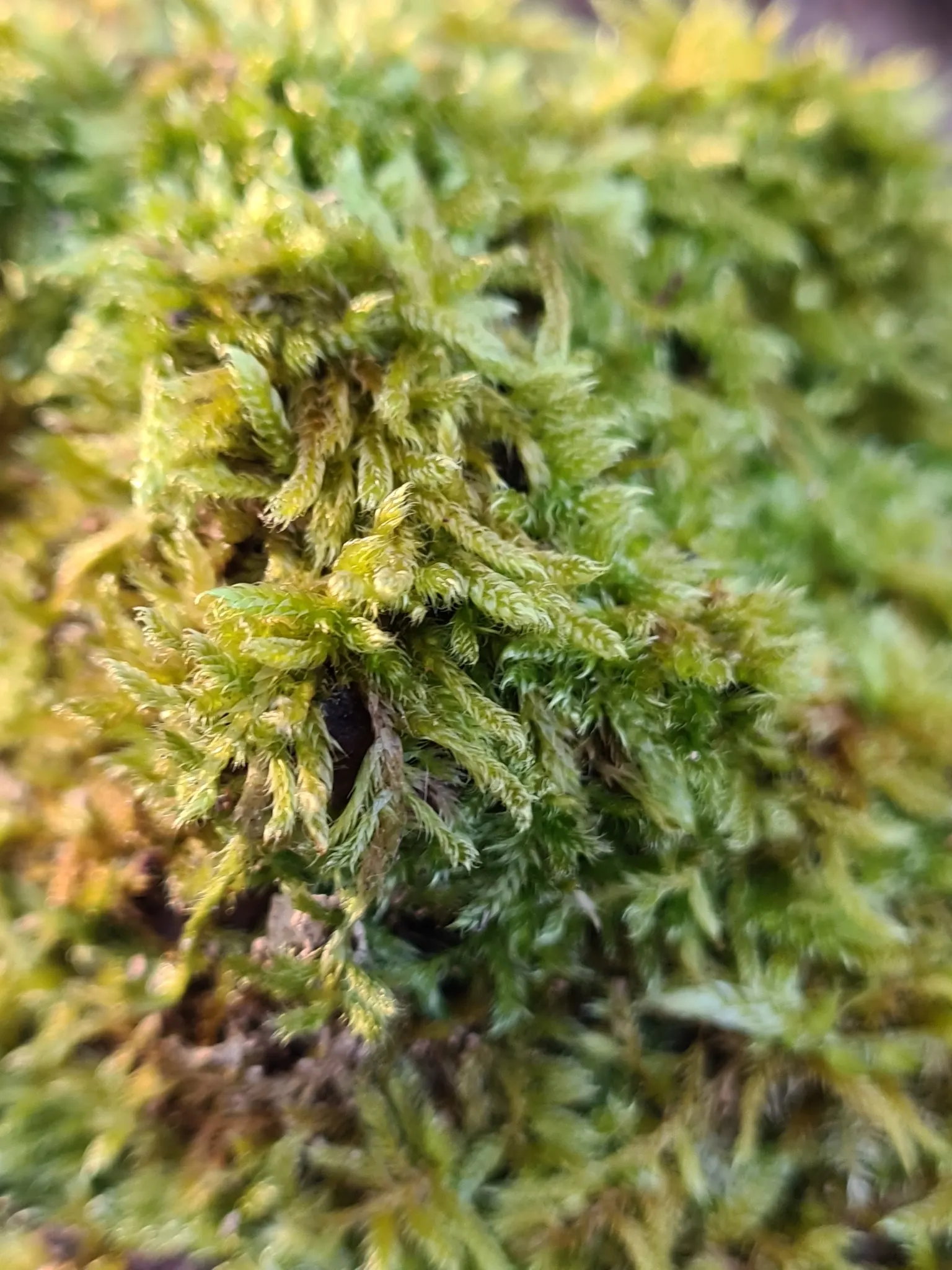 Moss Cypress (Chamaecyparis pisifera 'Squarrosa') — 'Squarrosa,' is a striking evergreen conifer featuring blue-green; with a spread of approximately 4 to 5
