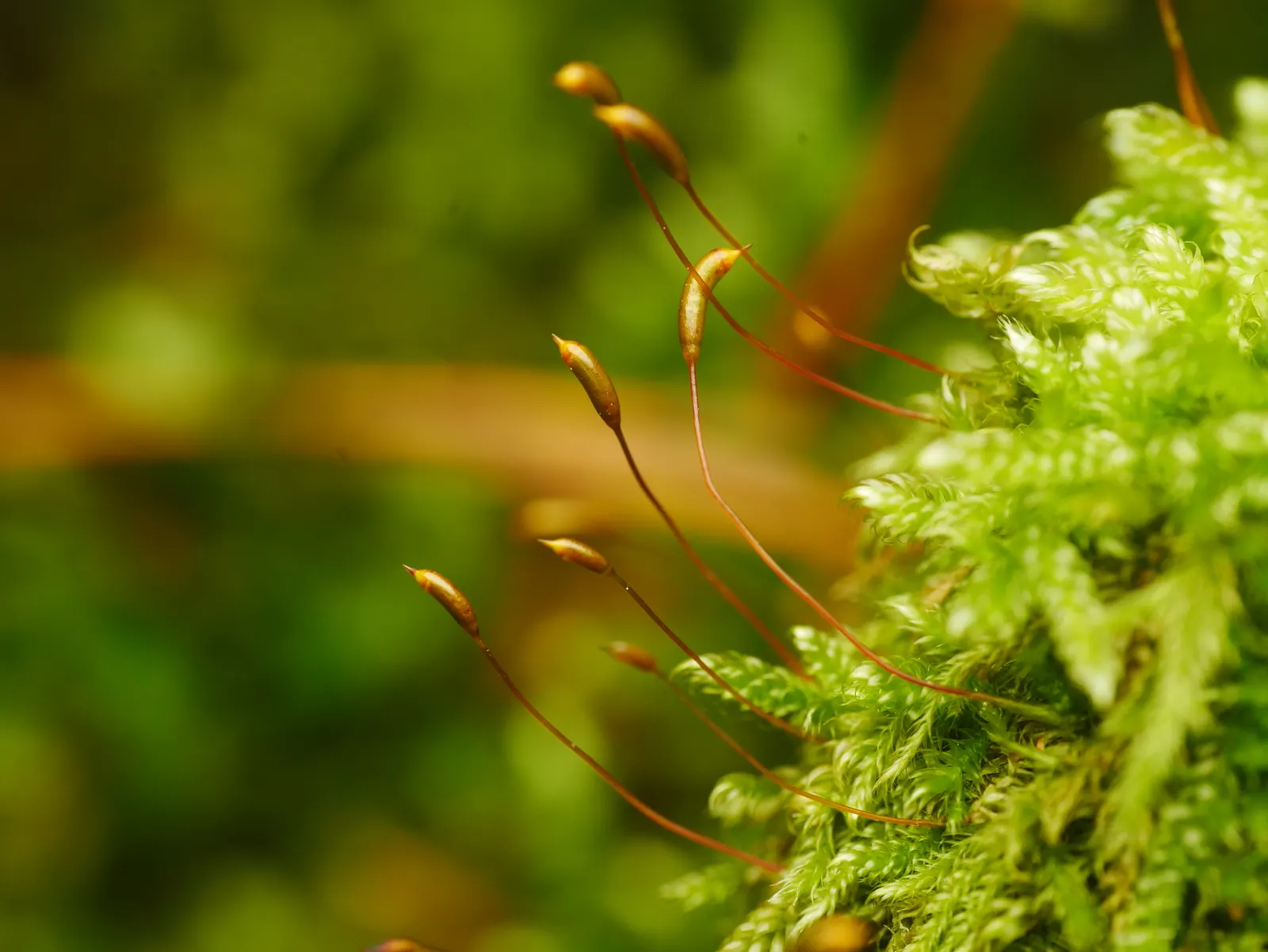Moss Cypress (Chamaecyparis pisifera 'Squarrosa') — as it keeps its shape without the need for regular pruning.<br><br>In a landscape design; moss-like foliage