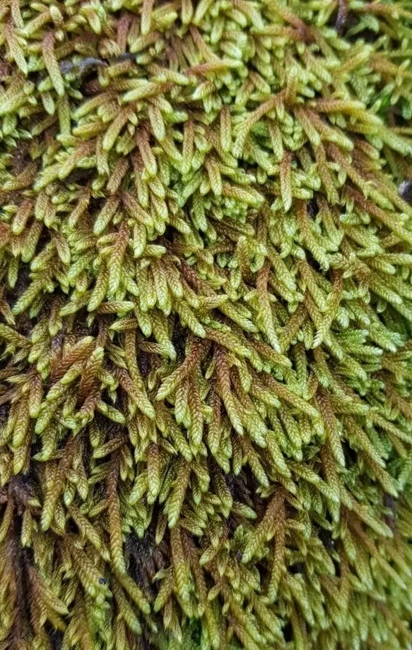 Moss Cypress (Chamaecyparis pisifera 'Squarrosa') — Maturing to 10-12 feet tall and 8-10 feet wide, it thrives best in USDA zones 4-8; feathery foliage with a