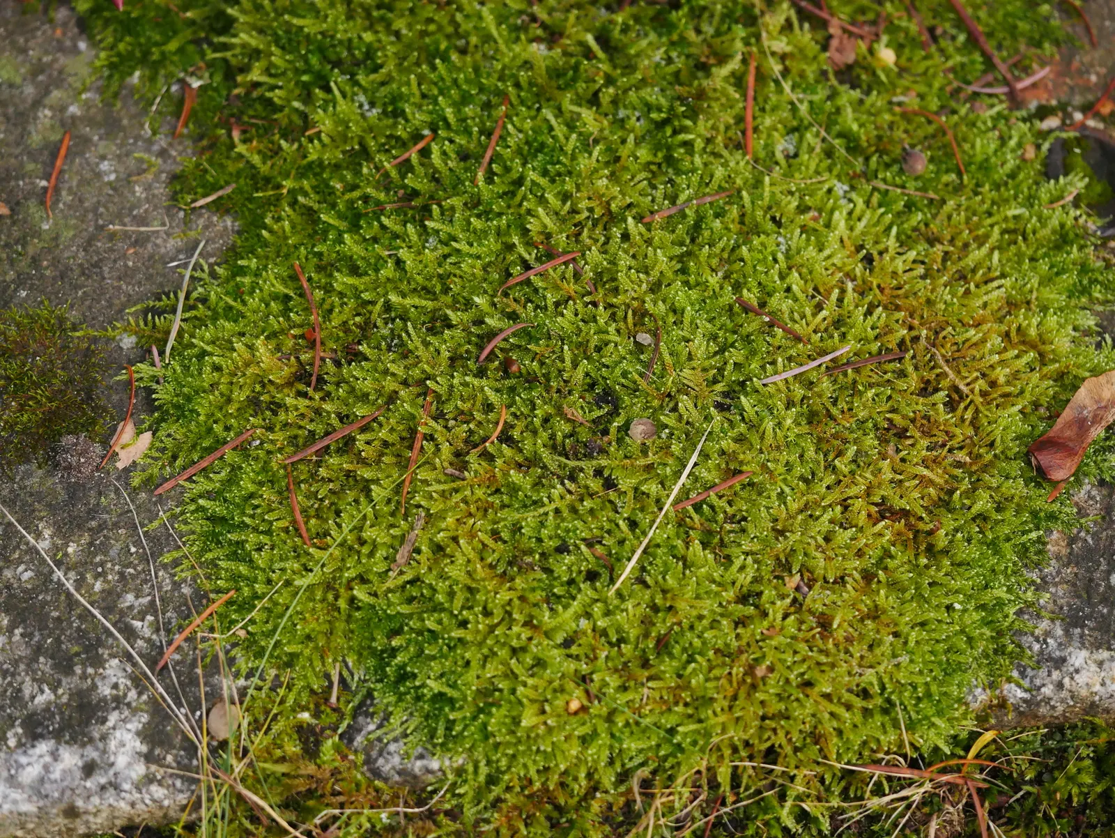 Moss Cypress (Chamaecyparis pisifera 'Squarrosa') — conifer / shrub for full; it could also integrate effectively into mixed borders and conifer collections