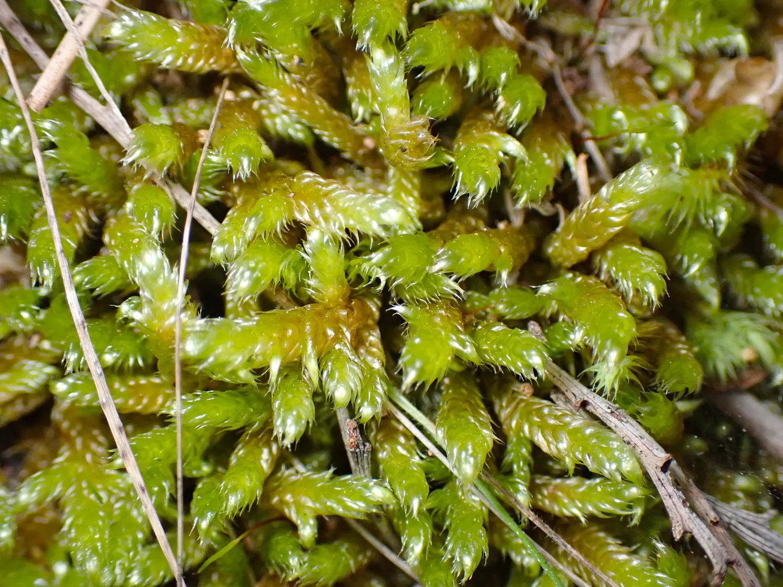 Moss Cypress (Chamaecyparis pisifera 'Squarrosa') — Chamaecyparis pisifera 'Squarrosa' functions well as a specimen plant