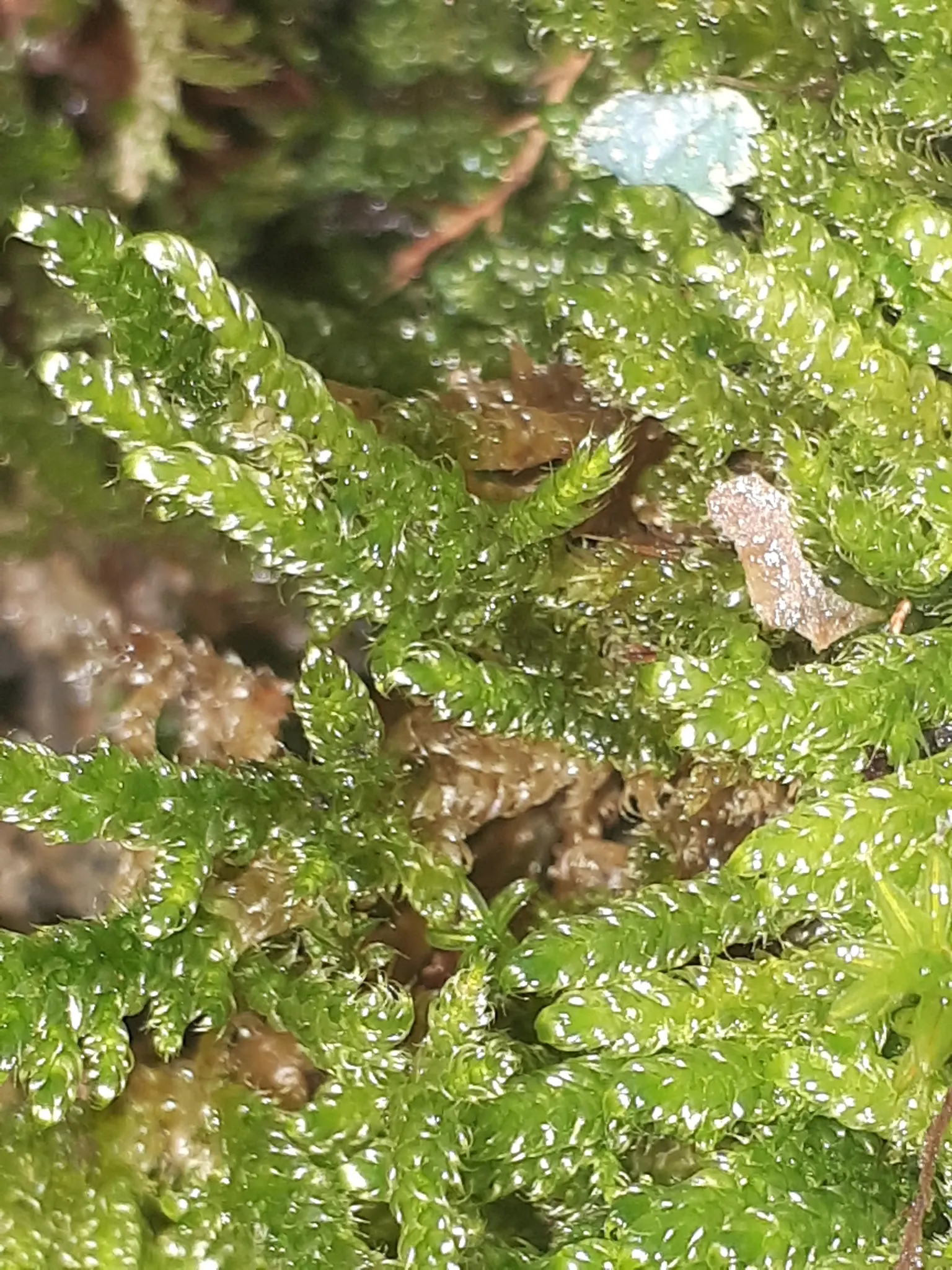 Moss Cypress (Chamaecyparis pisifera 'Squarrosa') — the Moss Cypress is a compelling choice