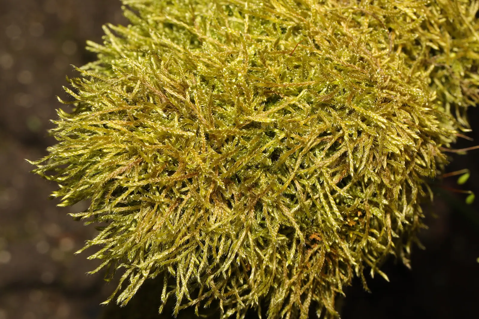 Moss Cypress (Chamaecyparis pisifera 'Squarrosa') — feathery foliage with a unique; showcasing its unique texture and color, image 69